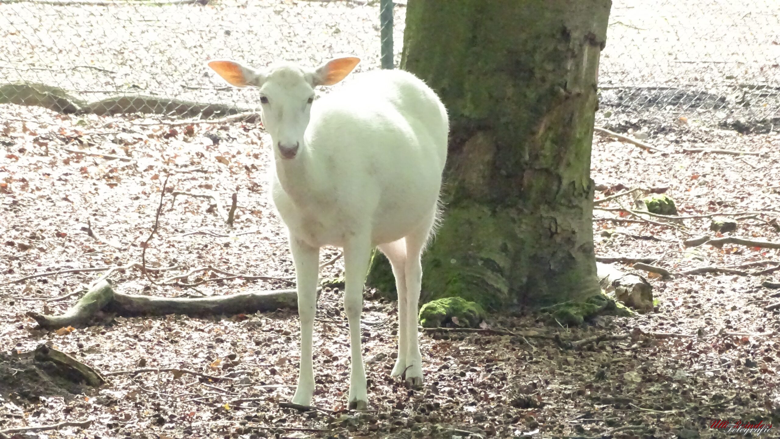 Albino-Reh