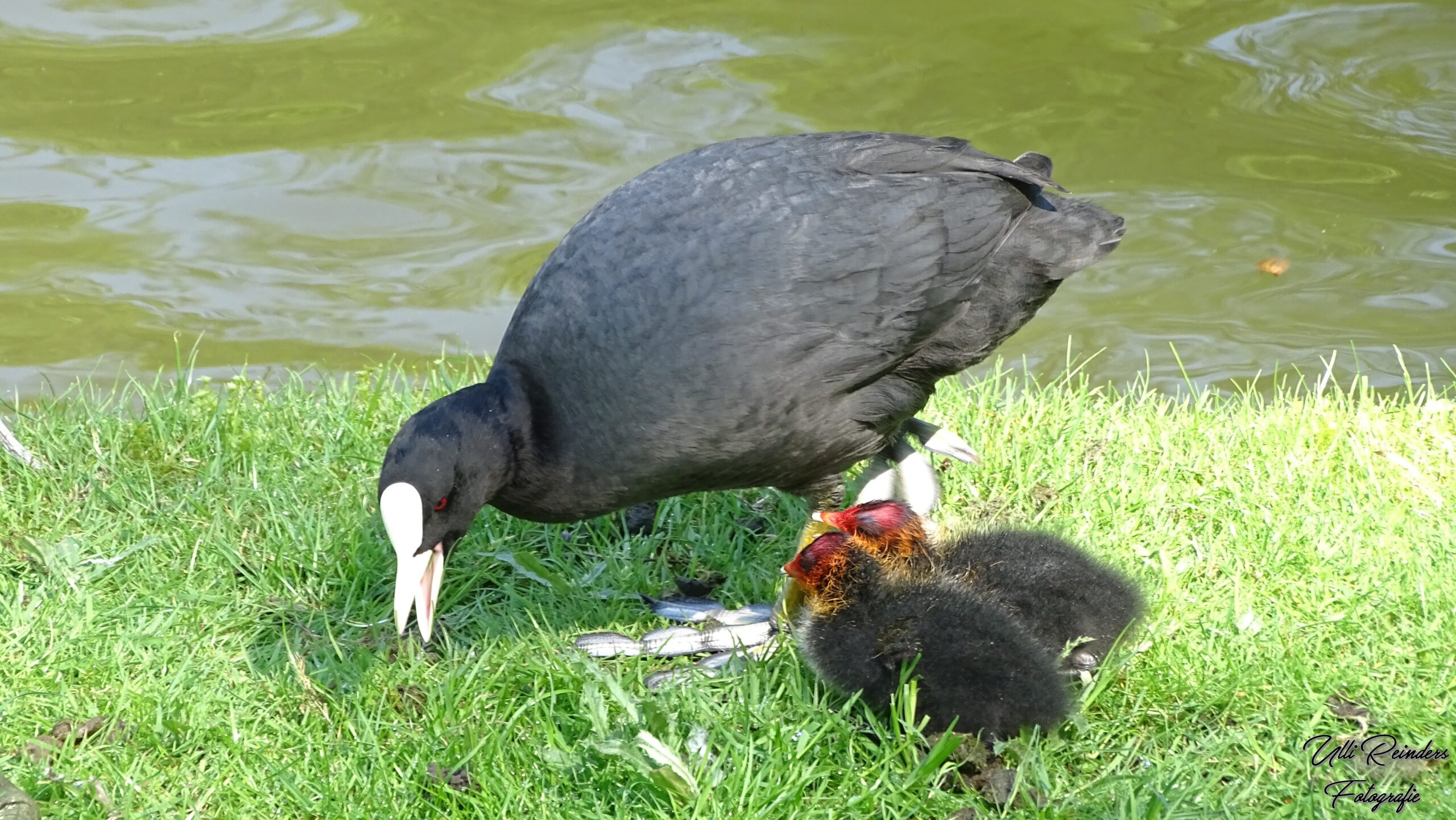 Blesshuhn füttert seine Küken