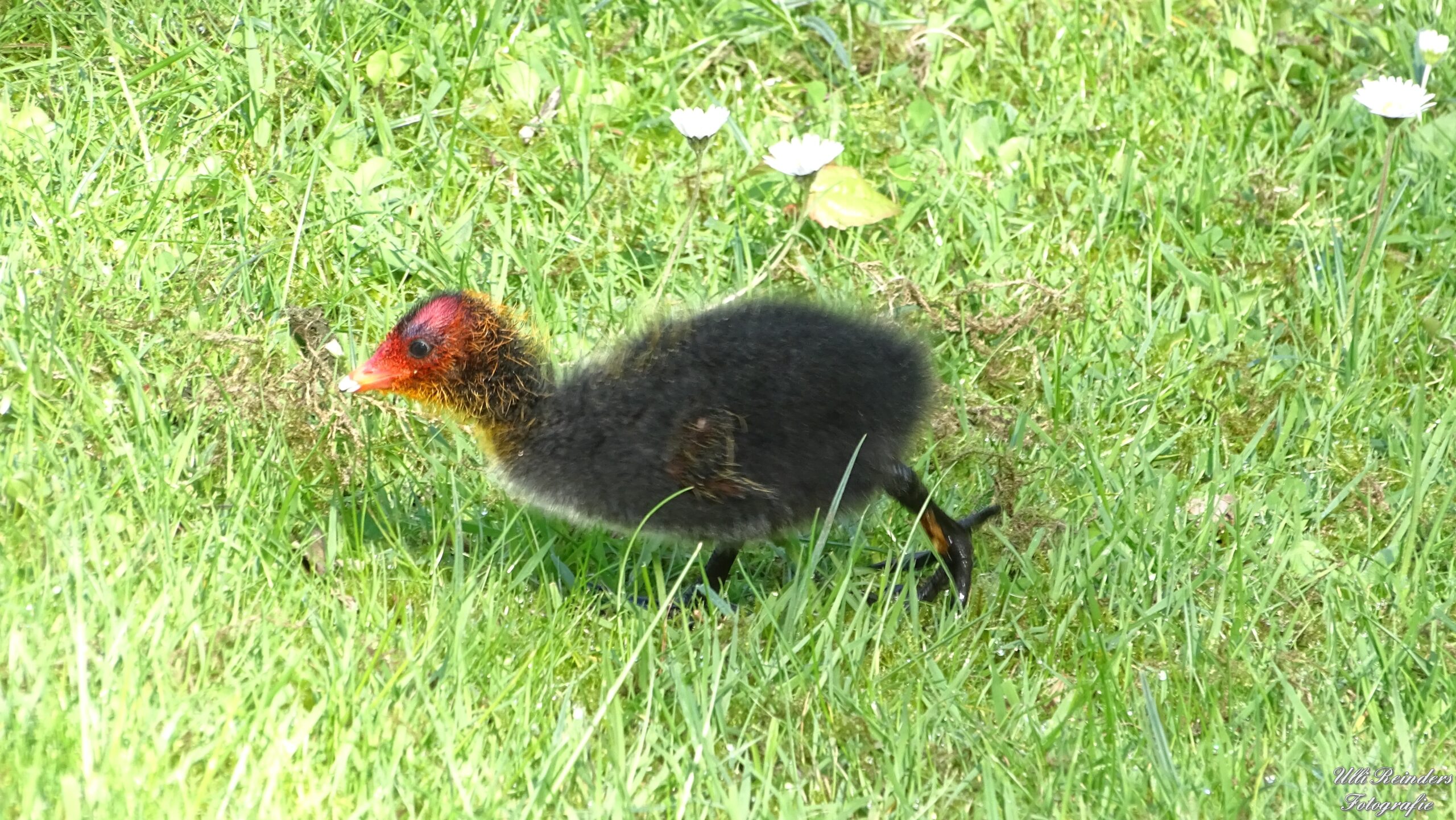 Blässhuhnküken