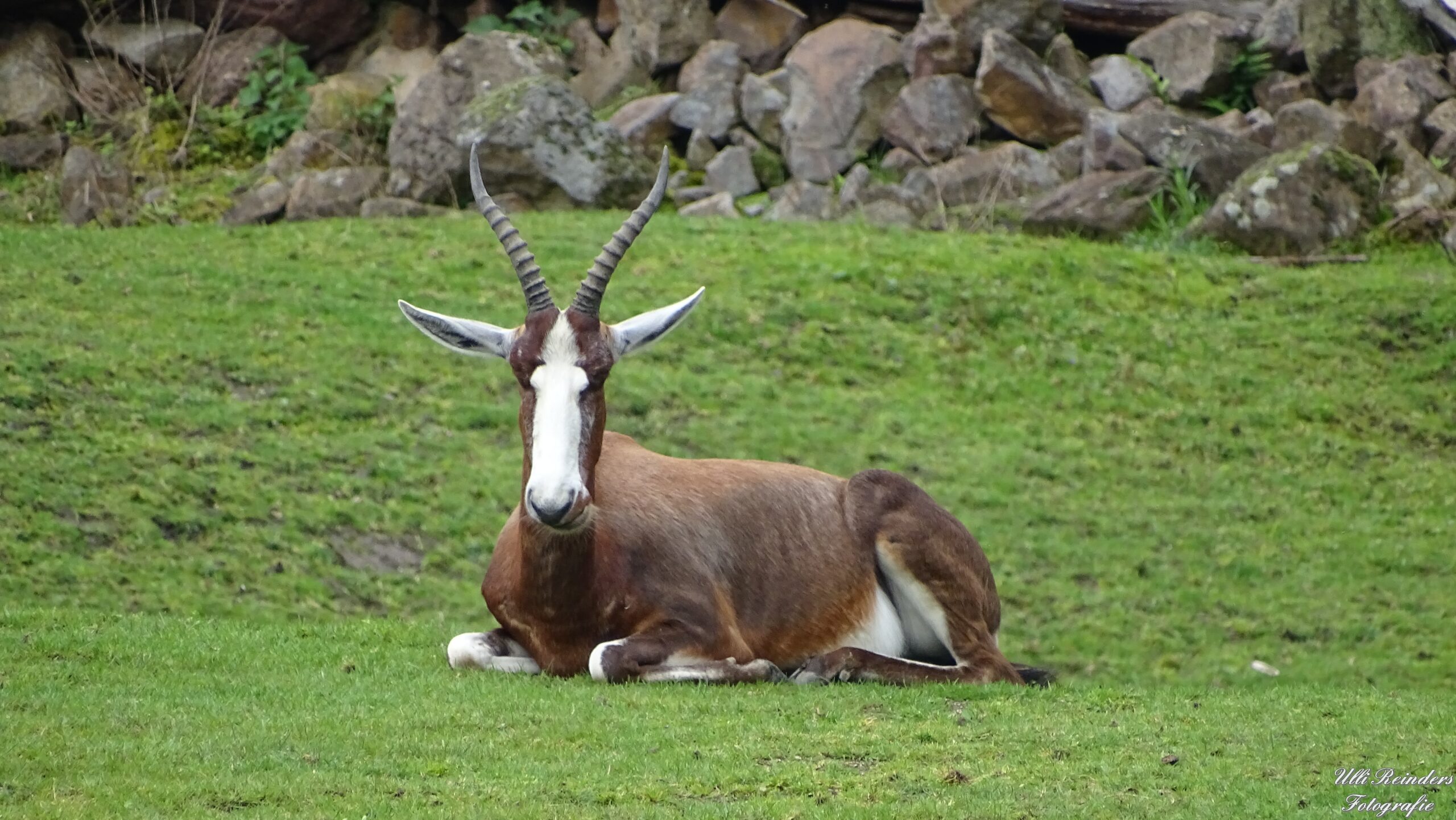 Blessbock