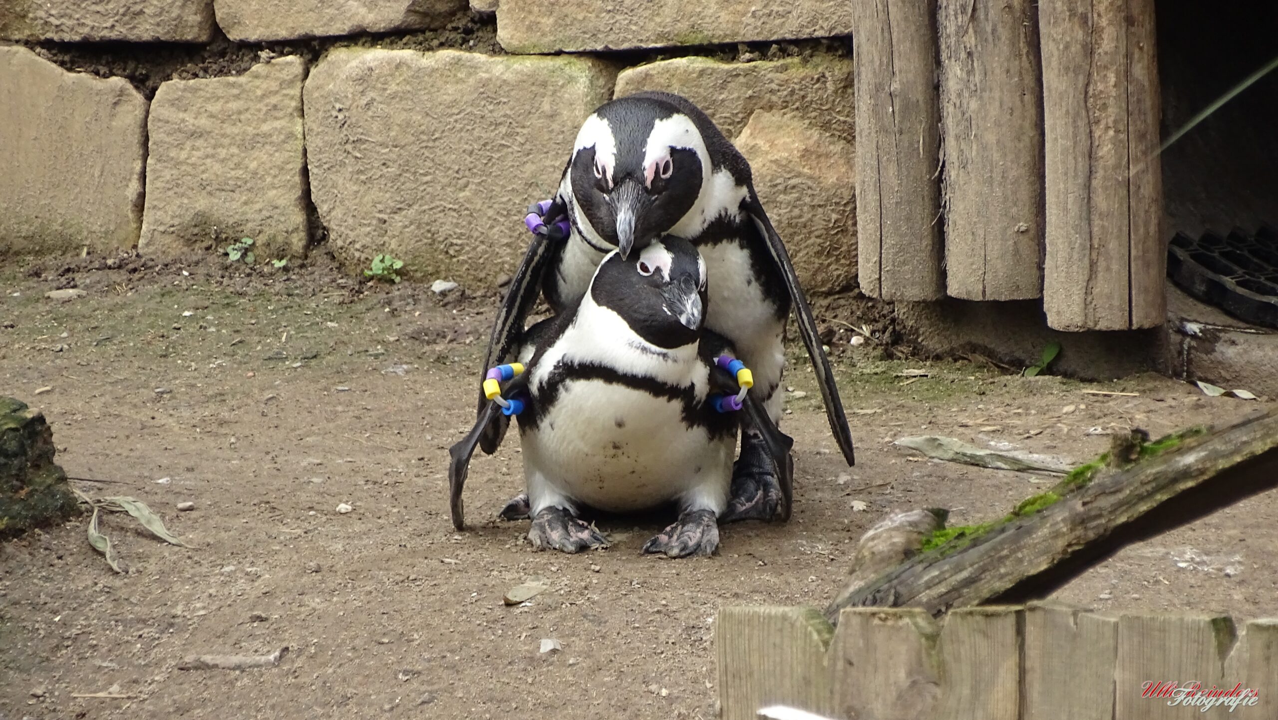 Brillenpinguine Kopulation