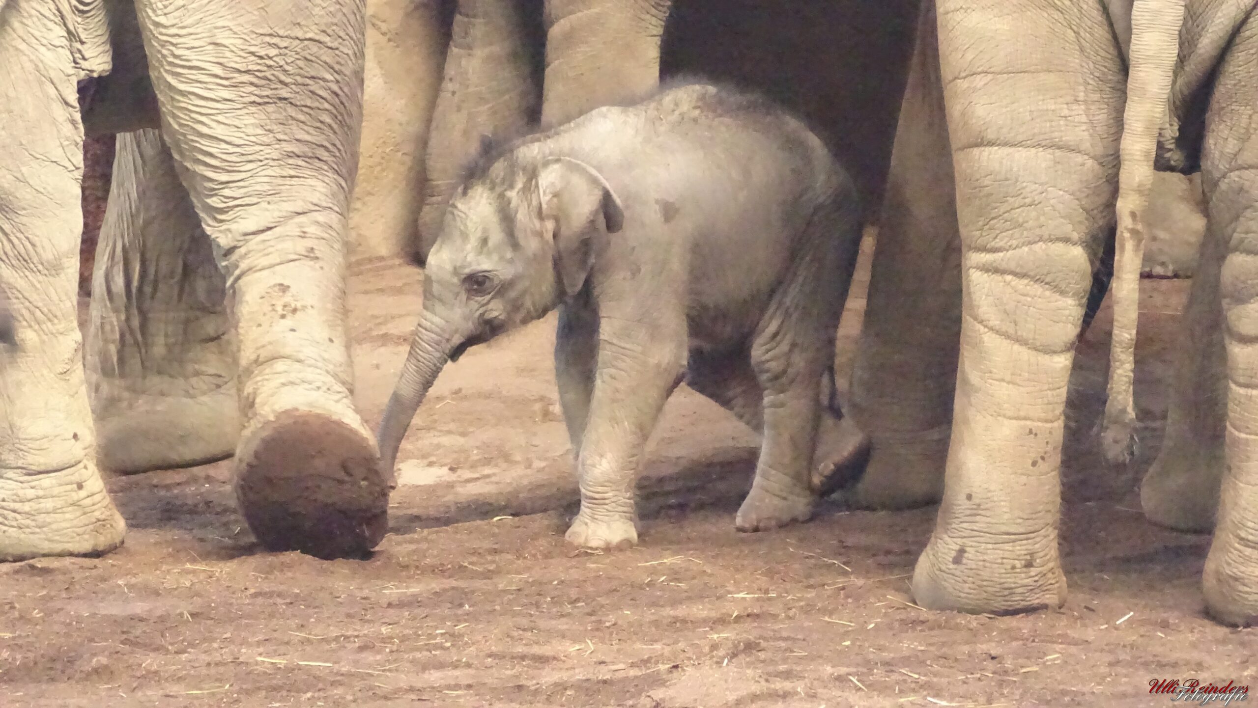 Elefantenbaby im Koelner Zoo