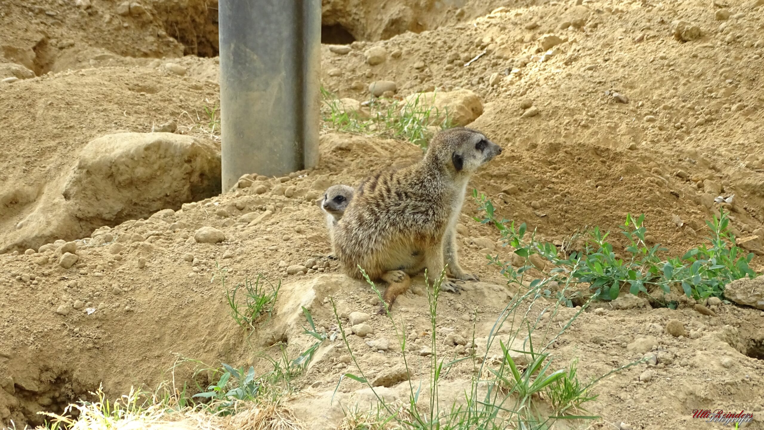 Erdmännchen mit Jungtier