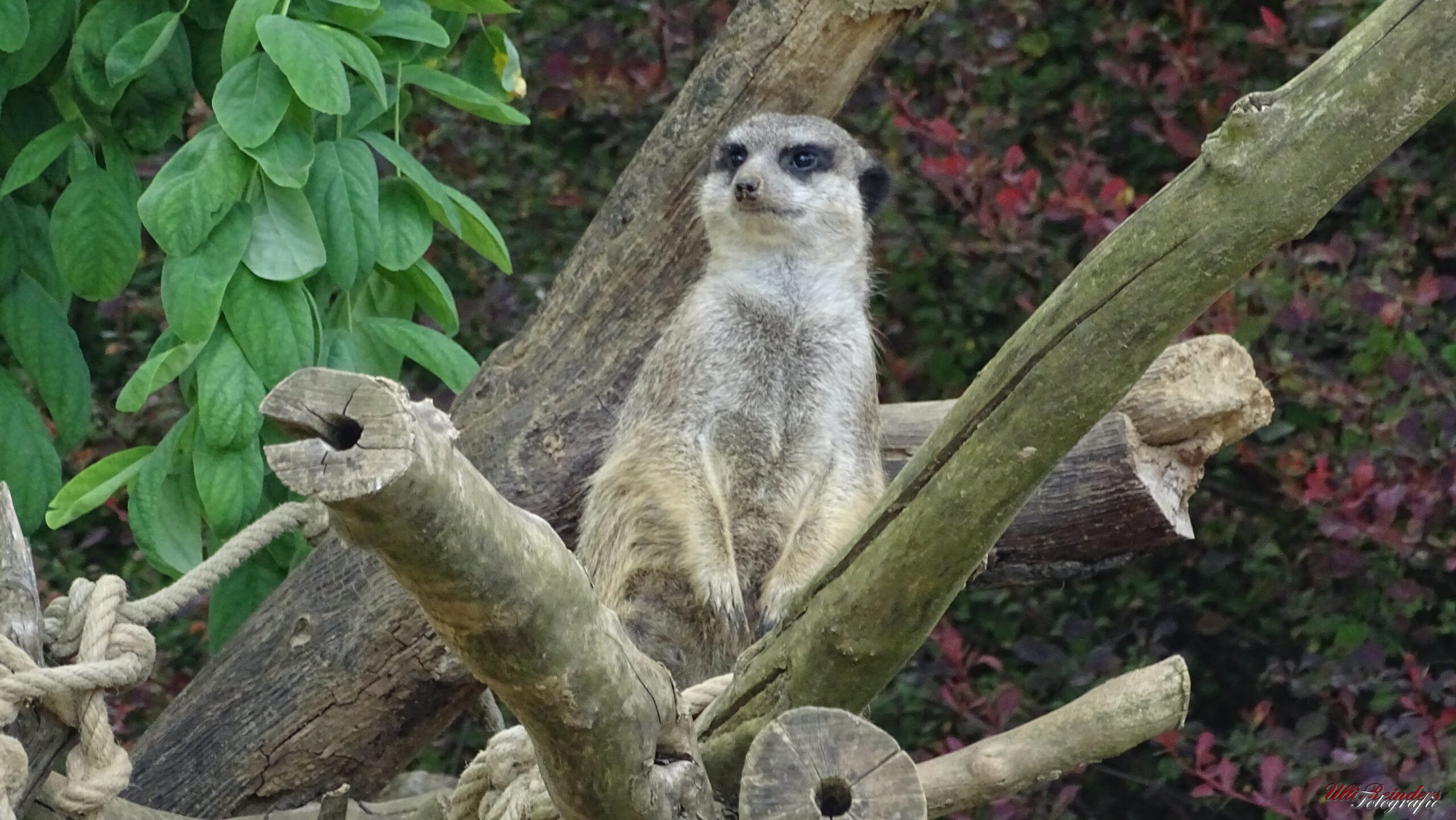 Erdmännchen (auf Wachposten ?)