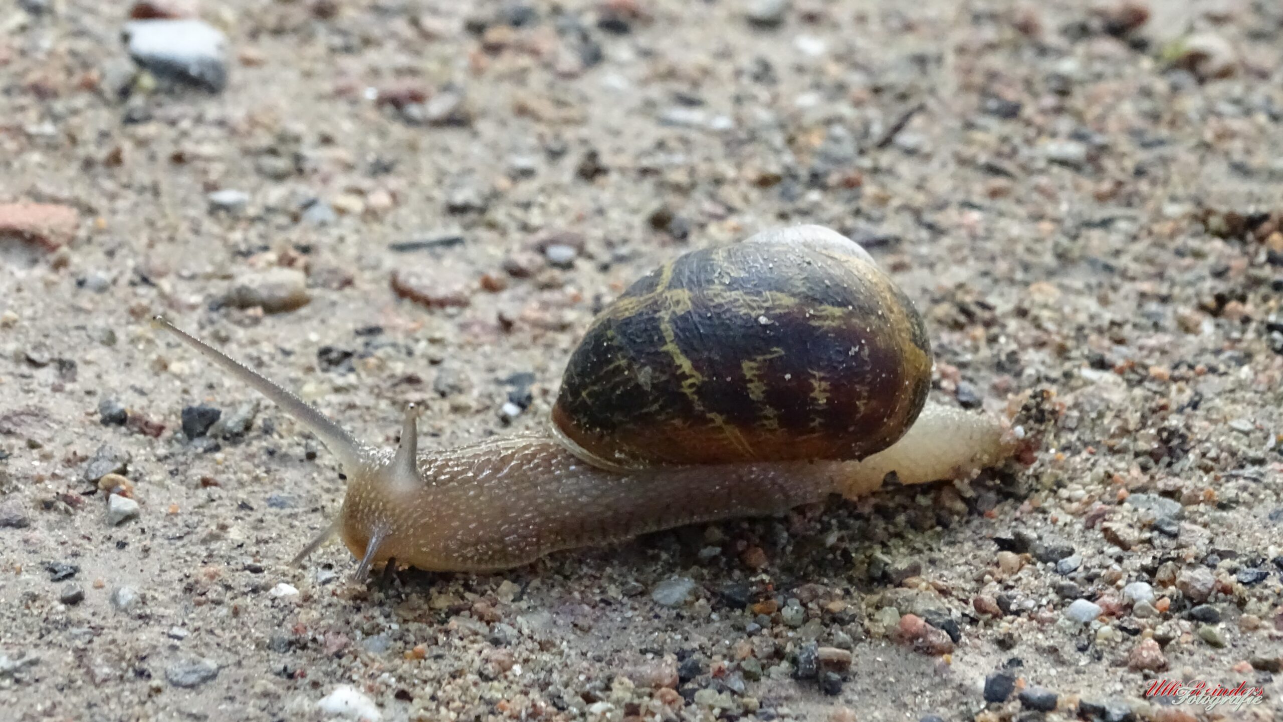 Gehäuseschnecke