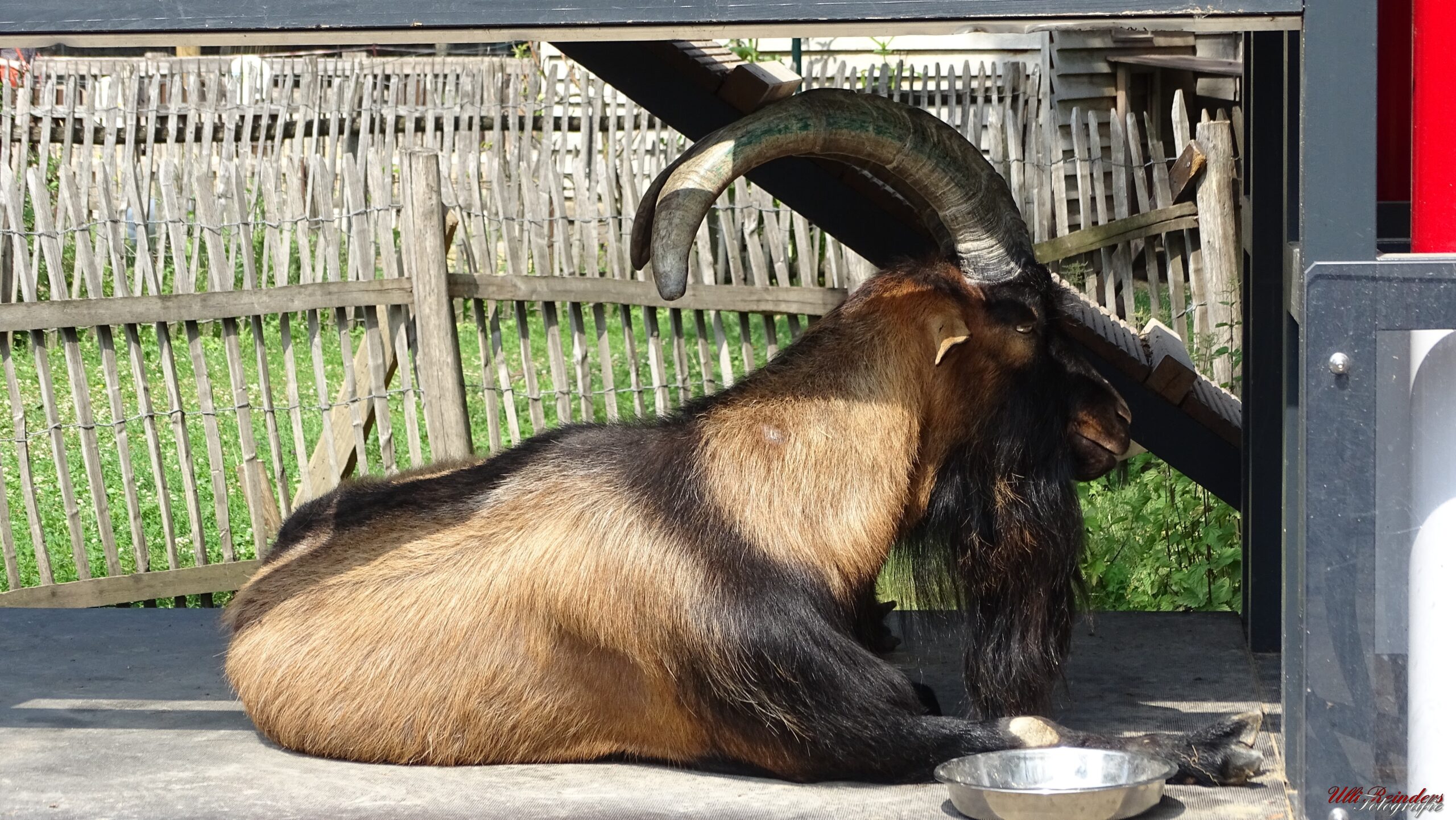 Geißbock Hennes XI