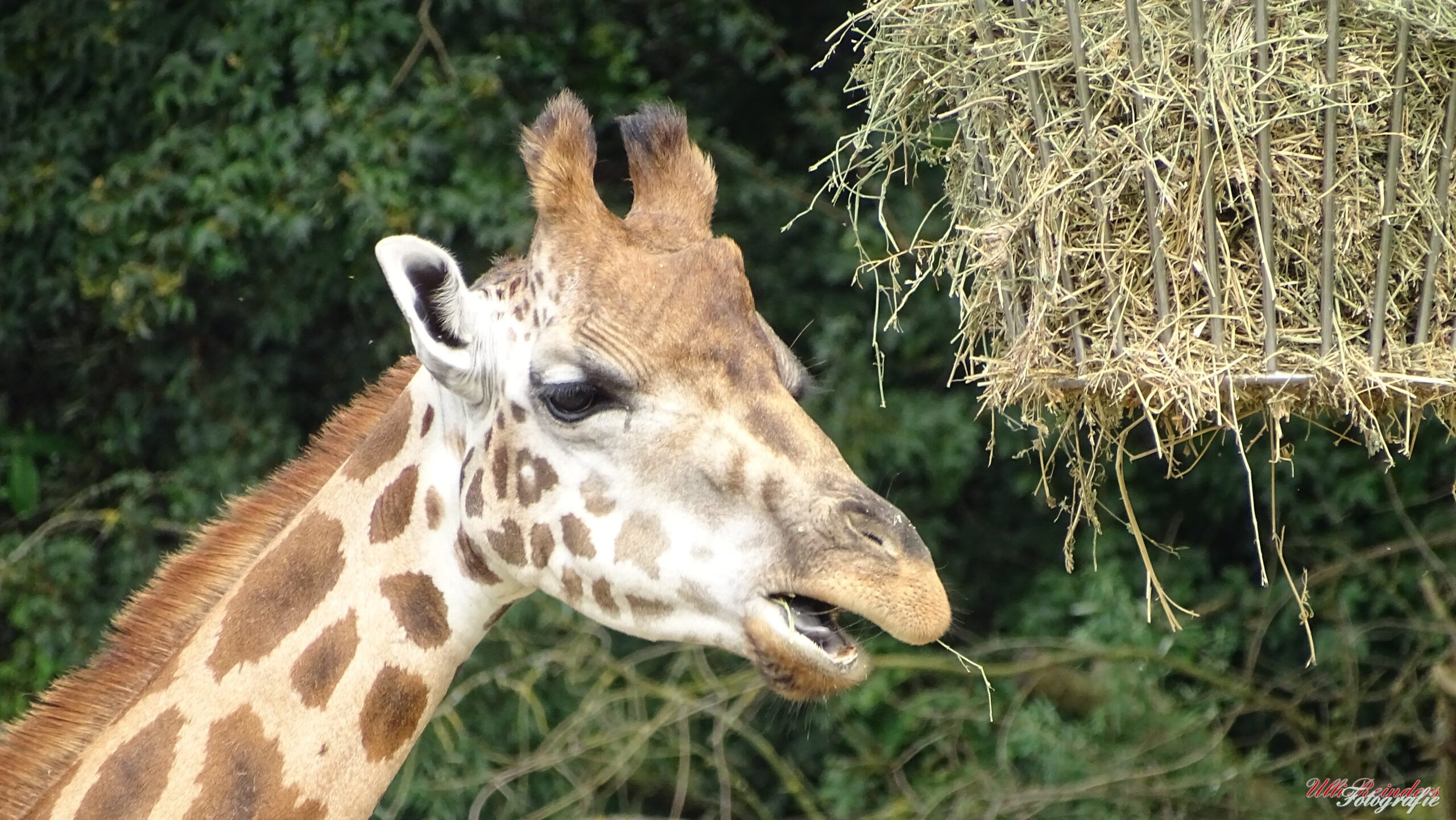 Giraffe