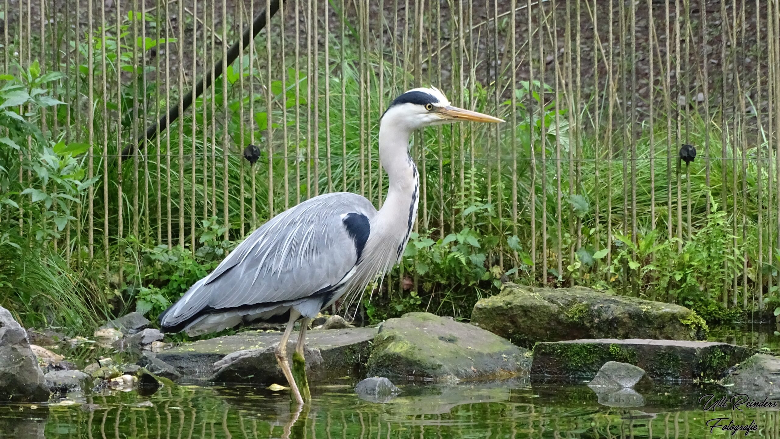 Graureiher im Zoo