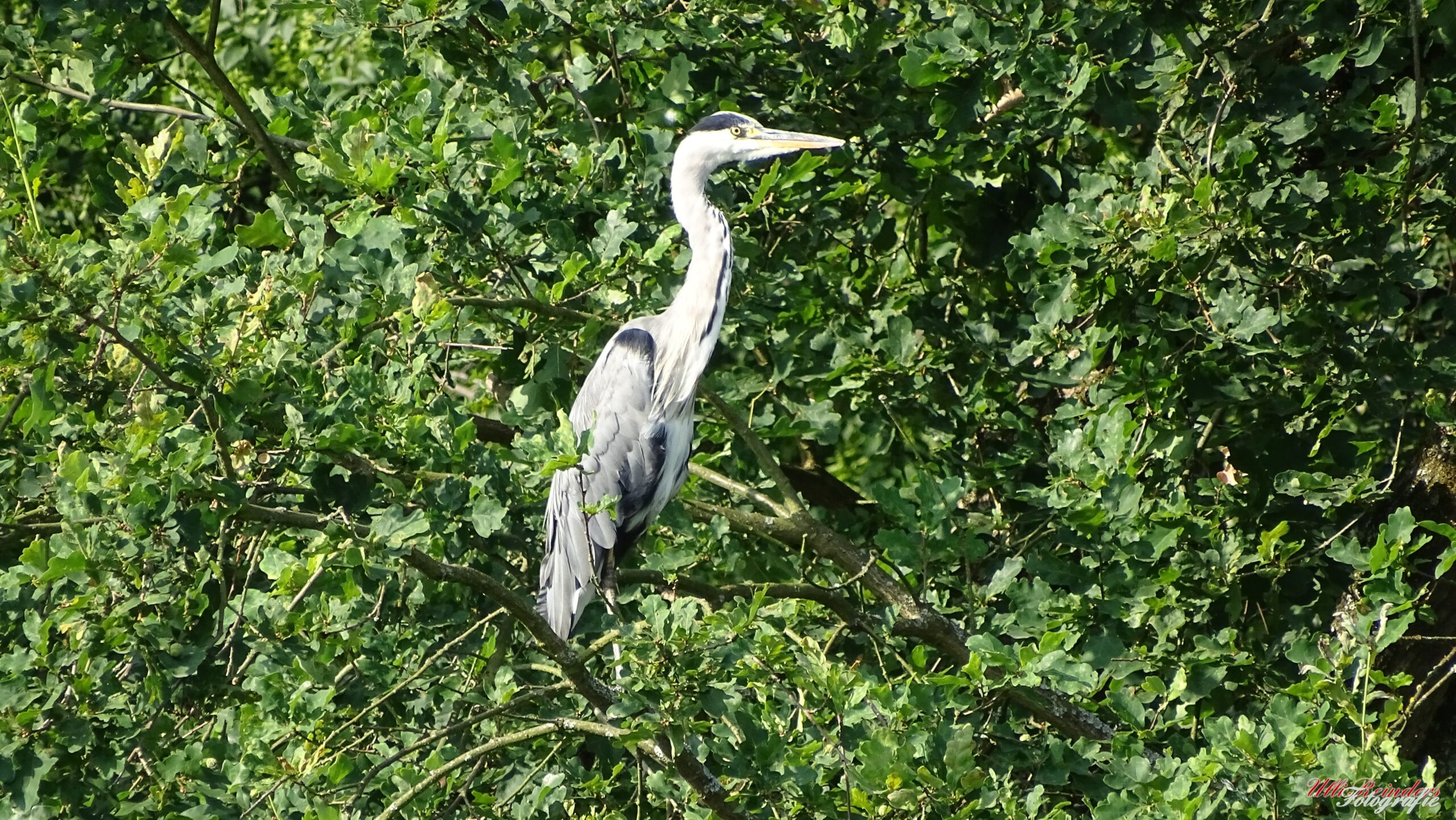 Graureiher im Baum