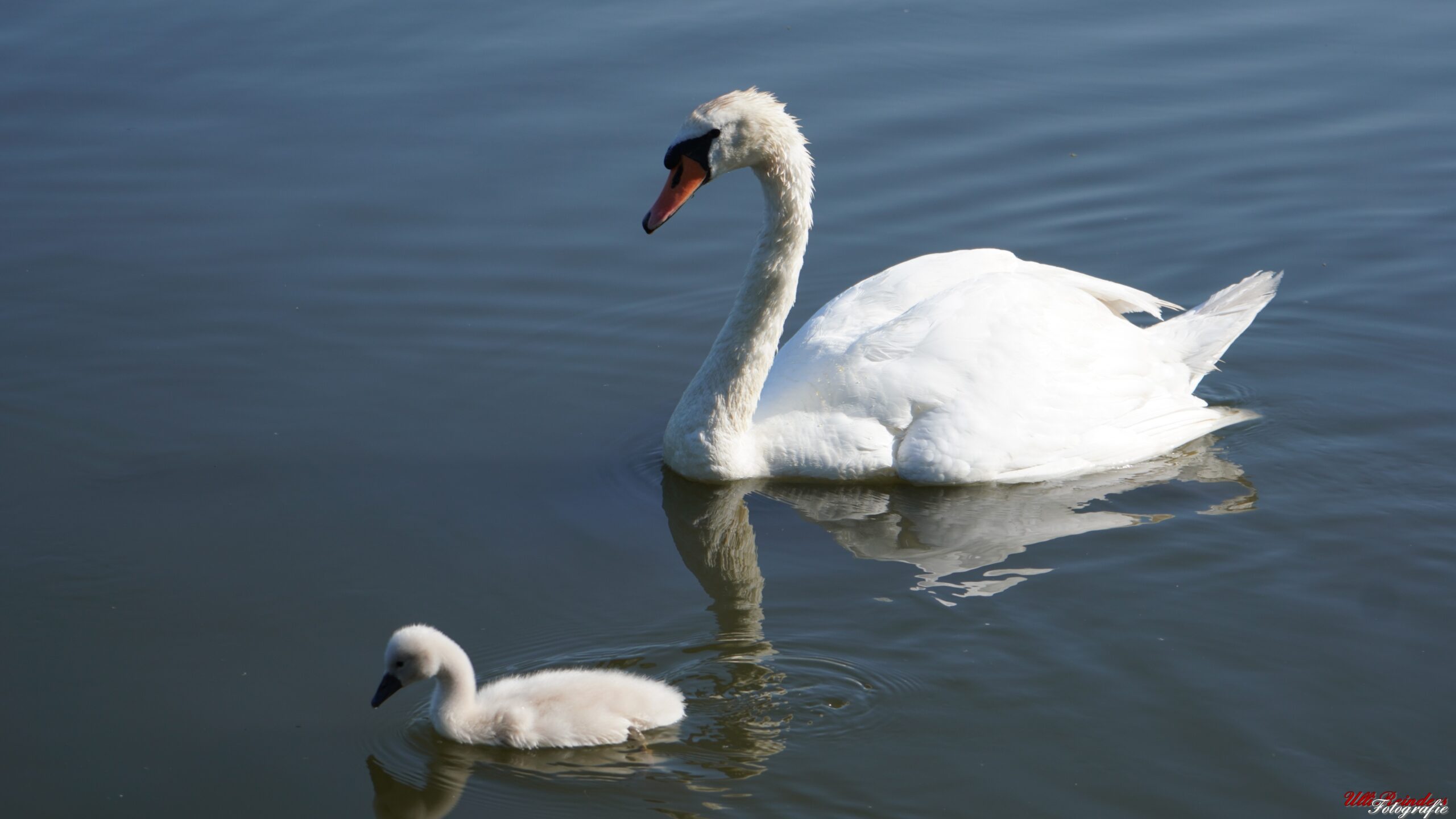 Höckerschwan mit Jungtier
