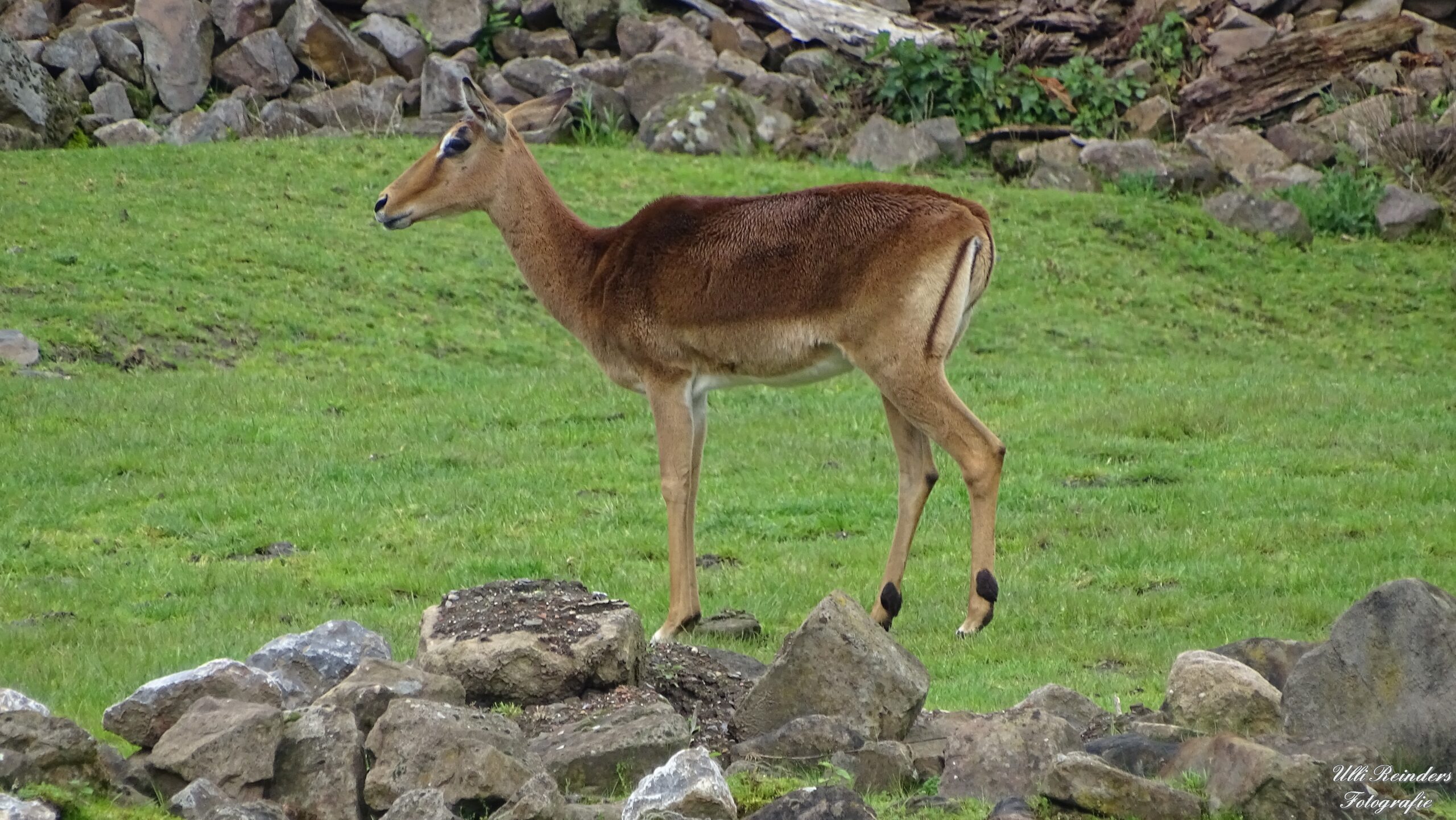 Impala