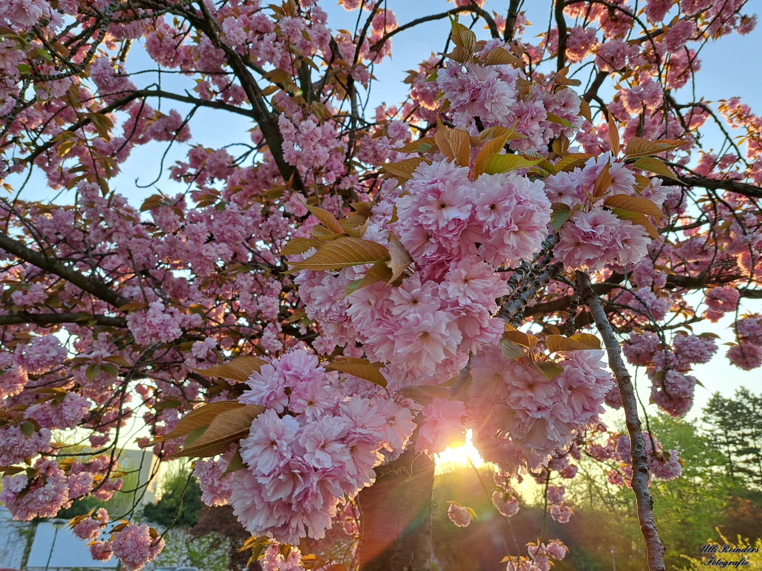 Japanische Kirsche
