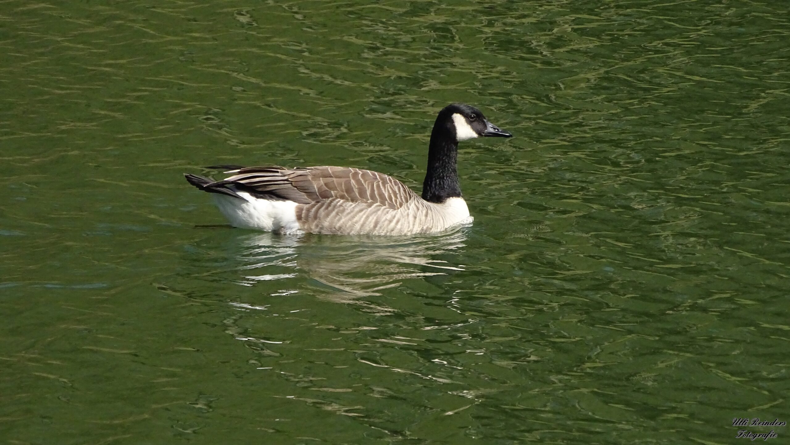 Kanadagans im Stadtparkteich