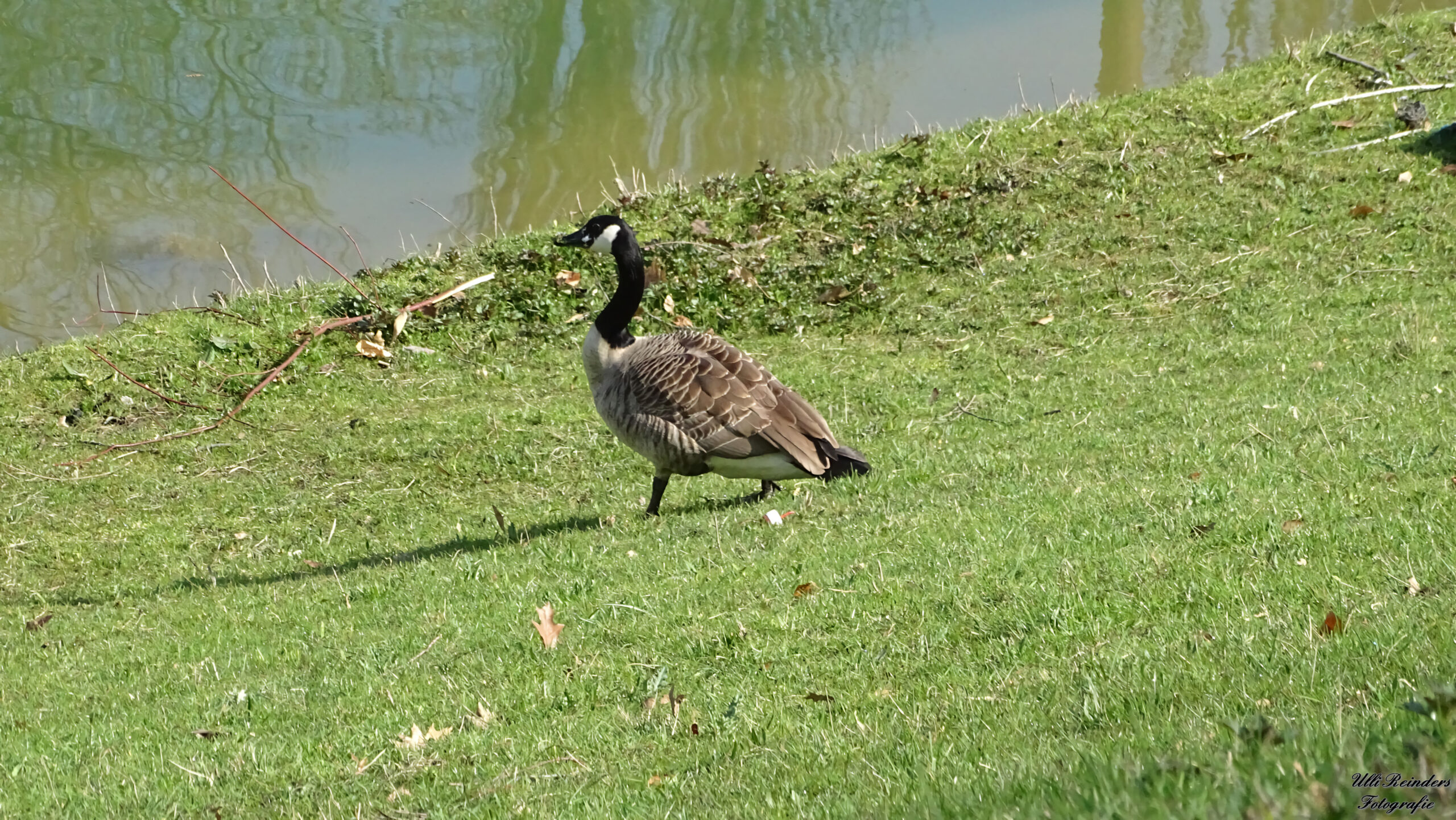 Kanadagans am Stadtparkteich