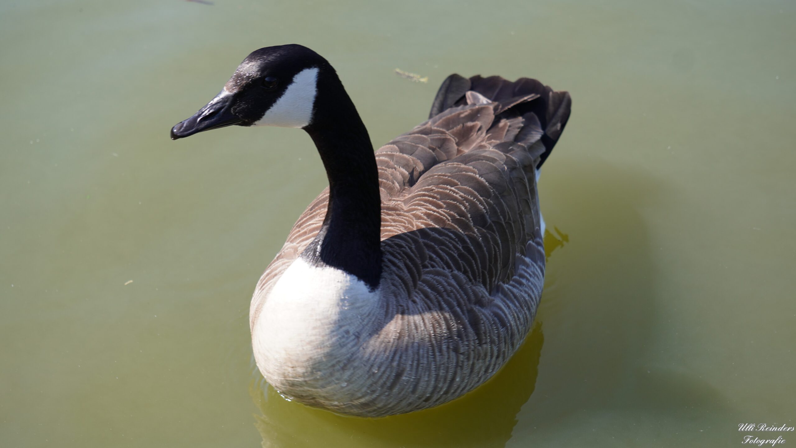 Kanadagans im Wasser