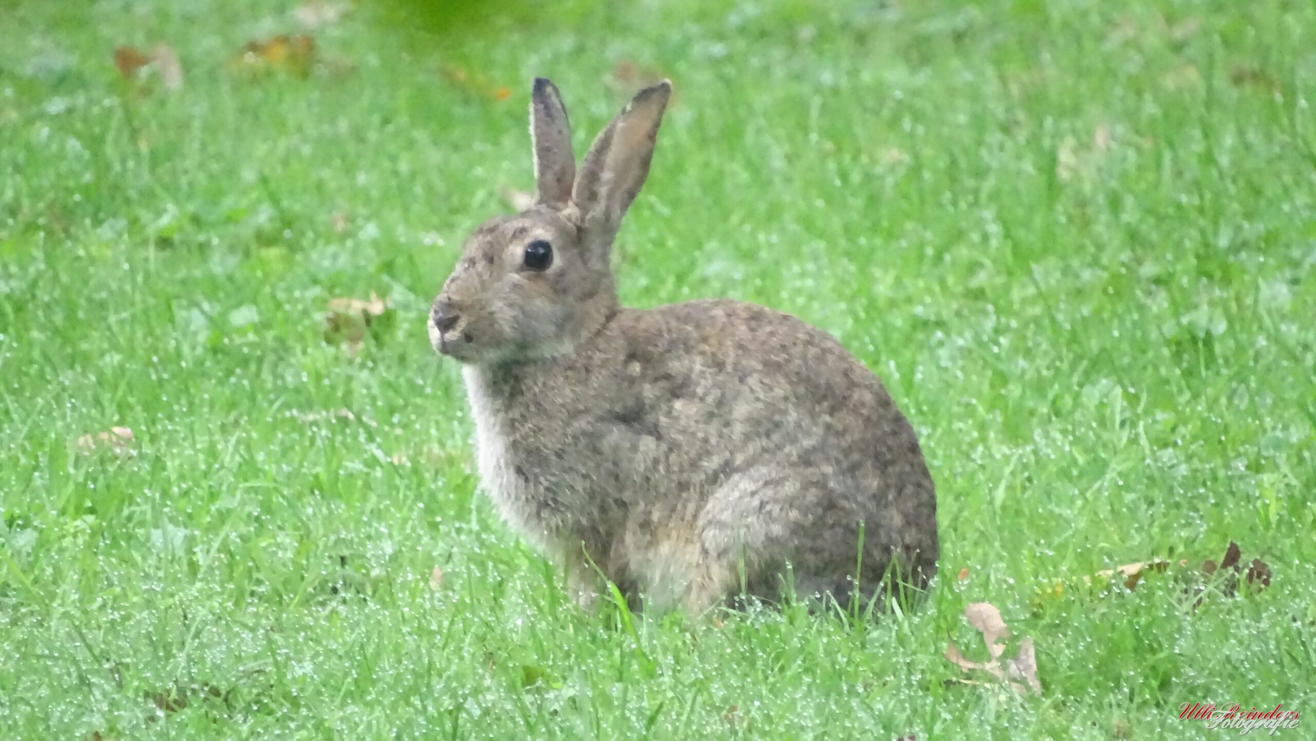 Kaninchen