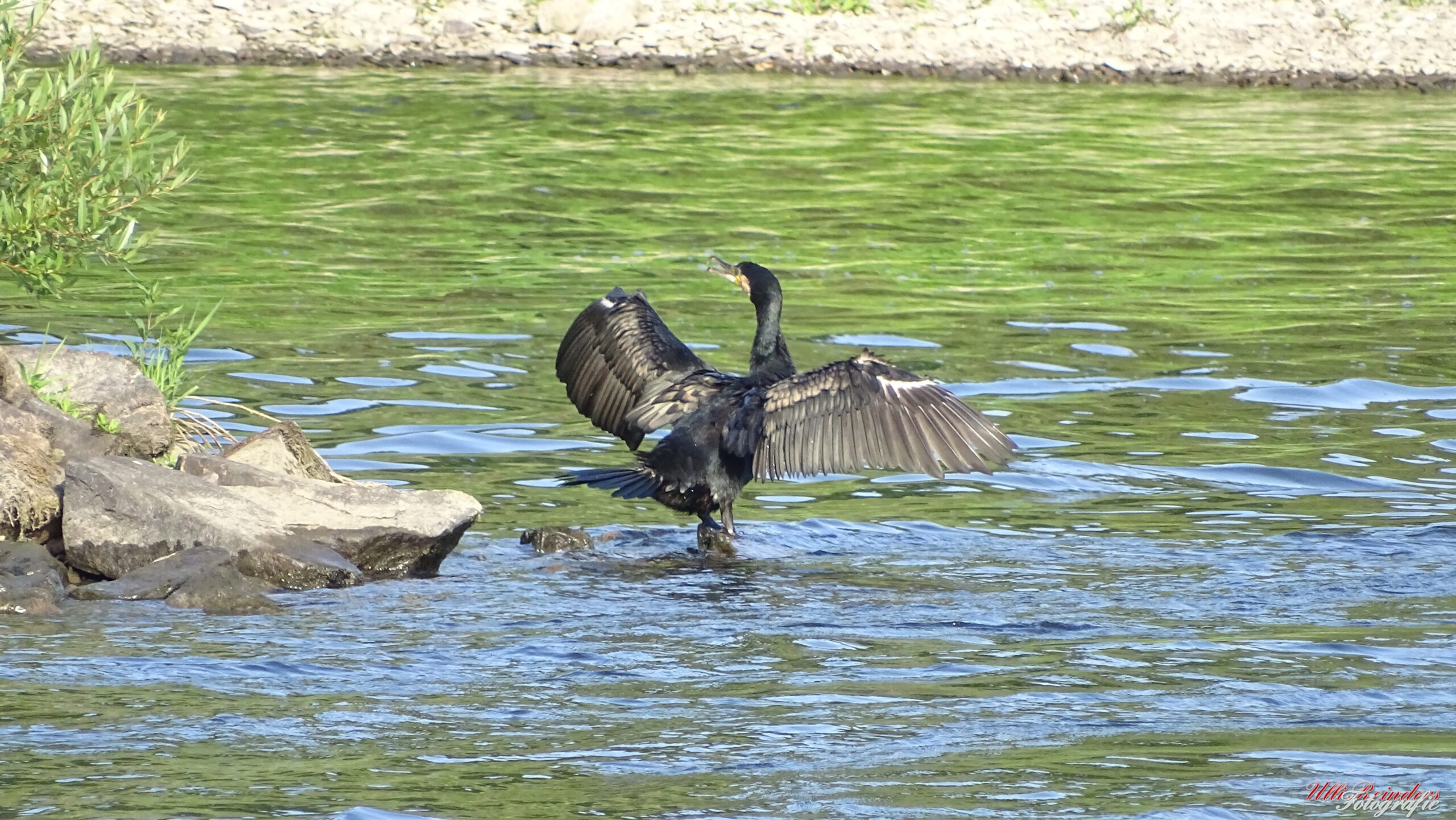 Kormoran
