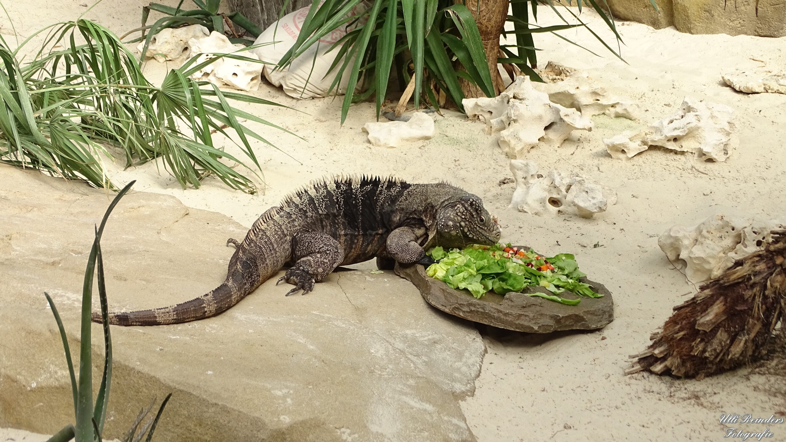 Kuba-Leguan