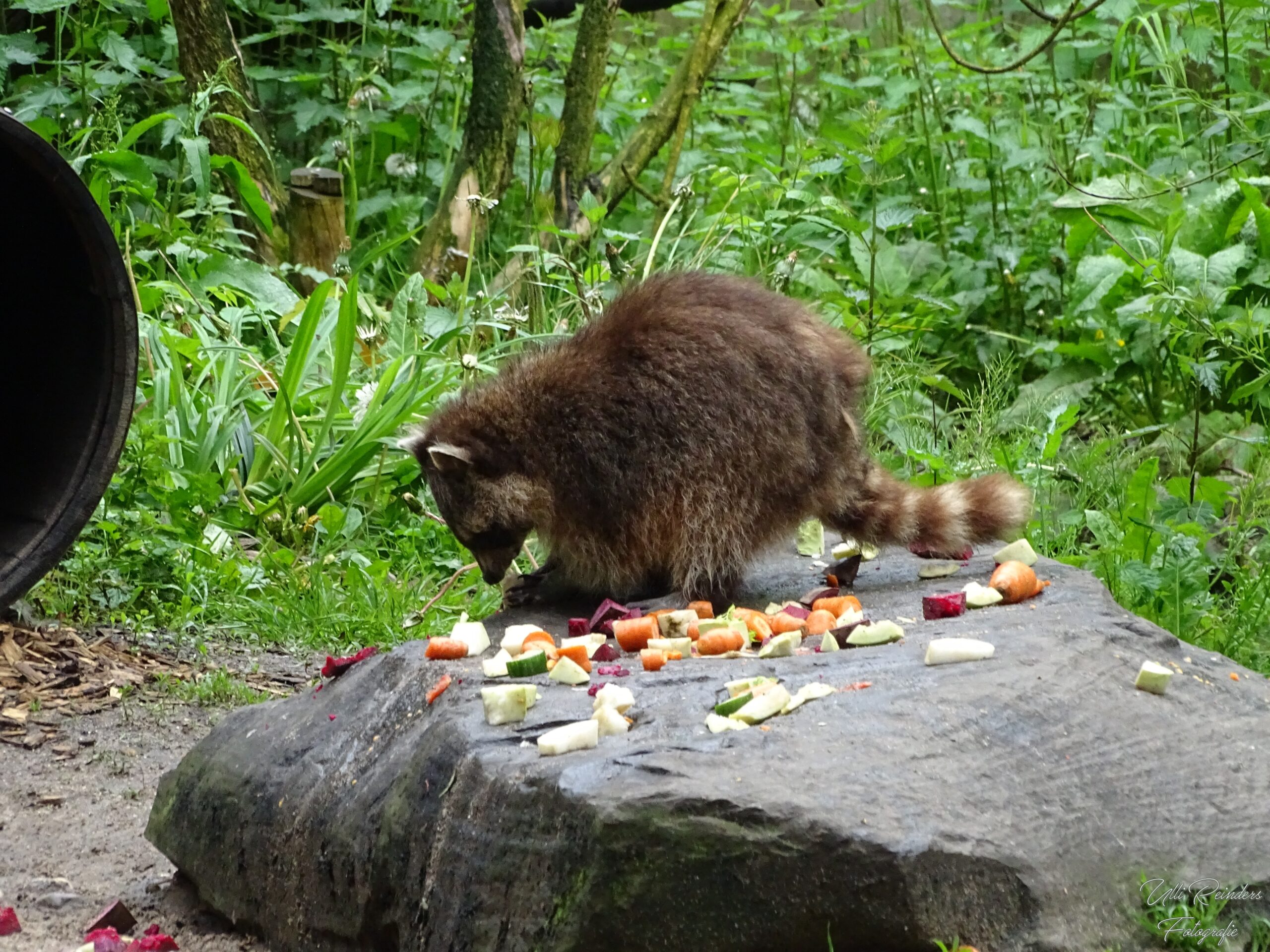 Nordamerikanischer Waschbär