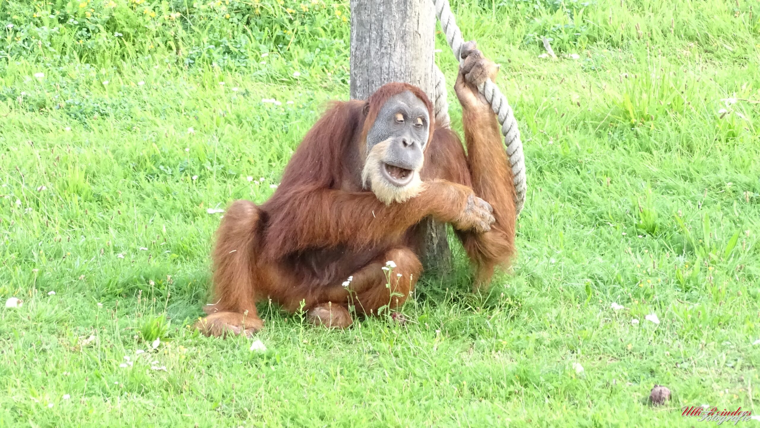 Orang Utan