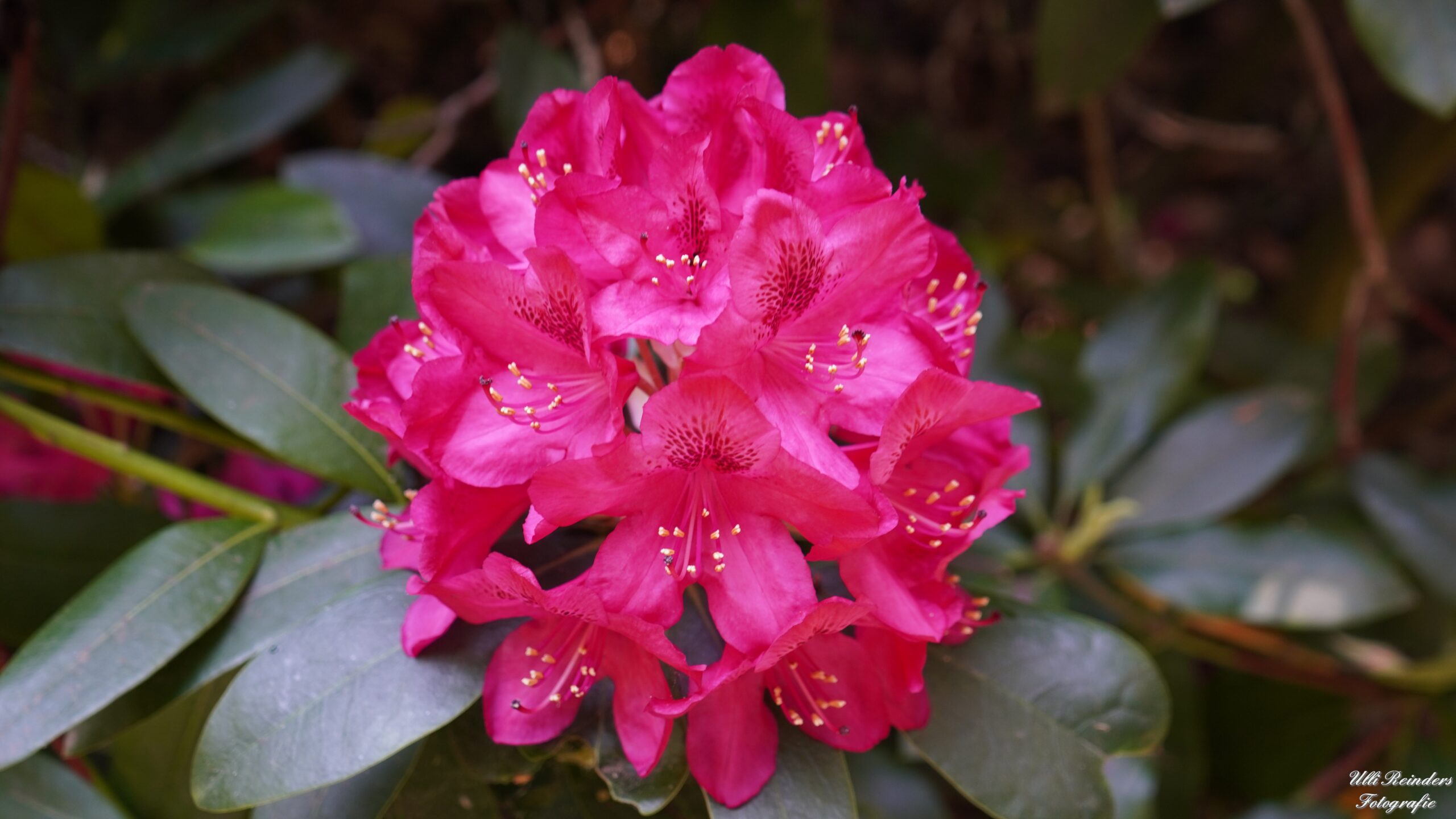 Rhododendron Junifeuer