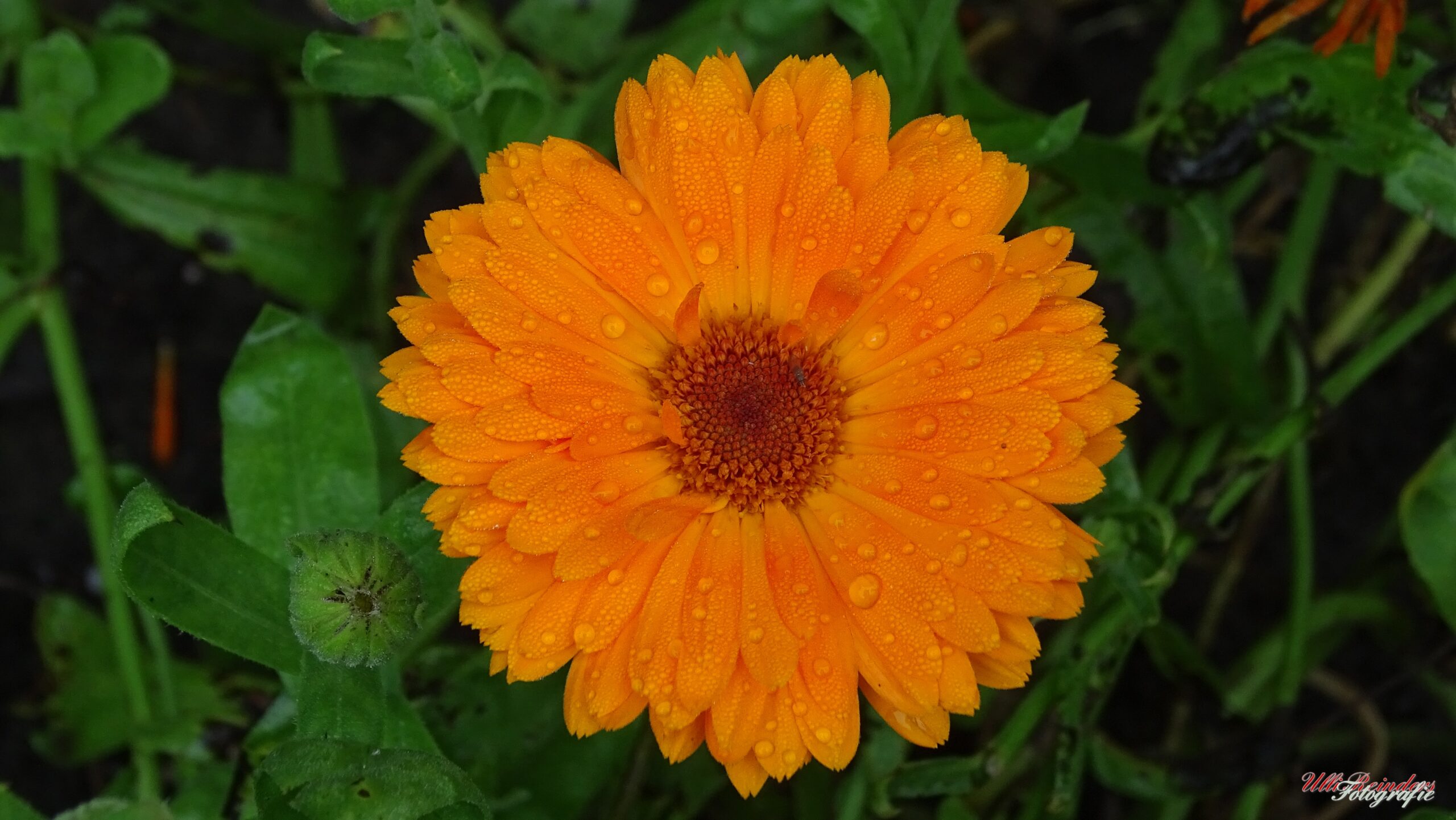 Ringelblume