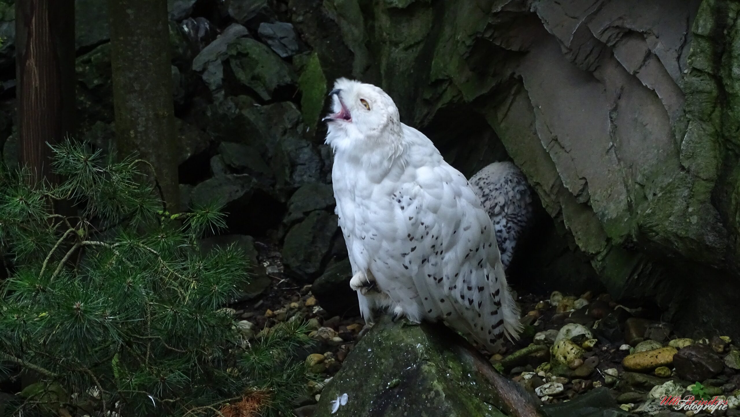 Schneeeule