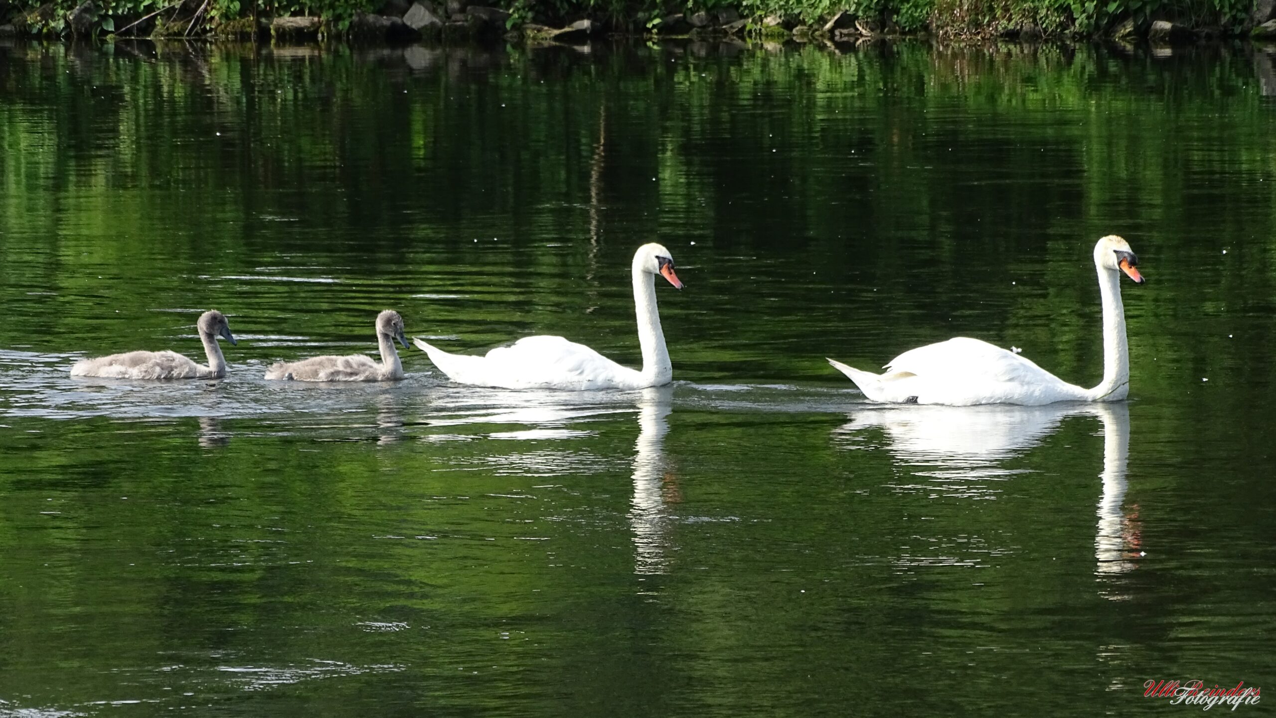 Schwanenfamilie