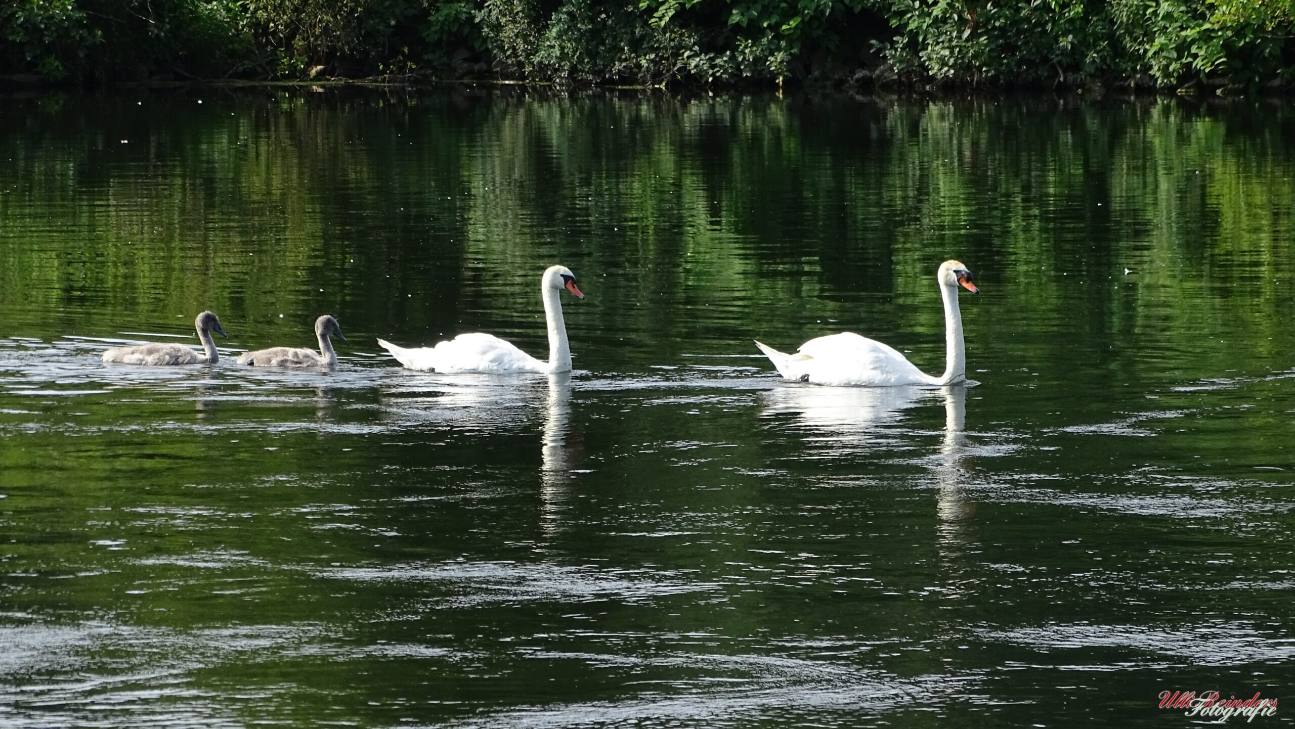 Schwanenfamilie