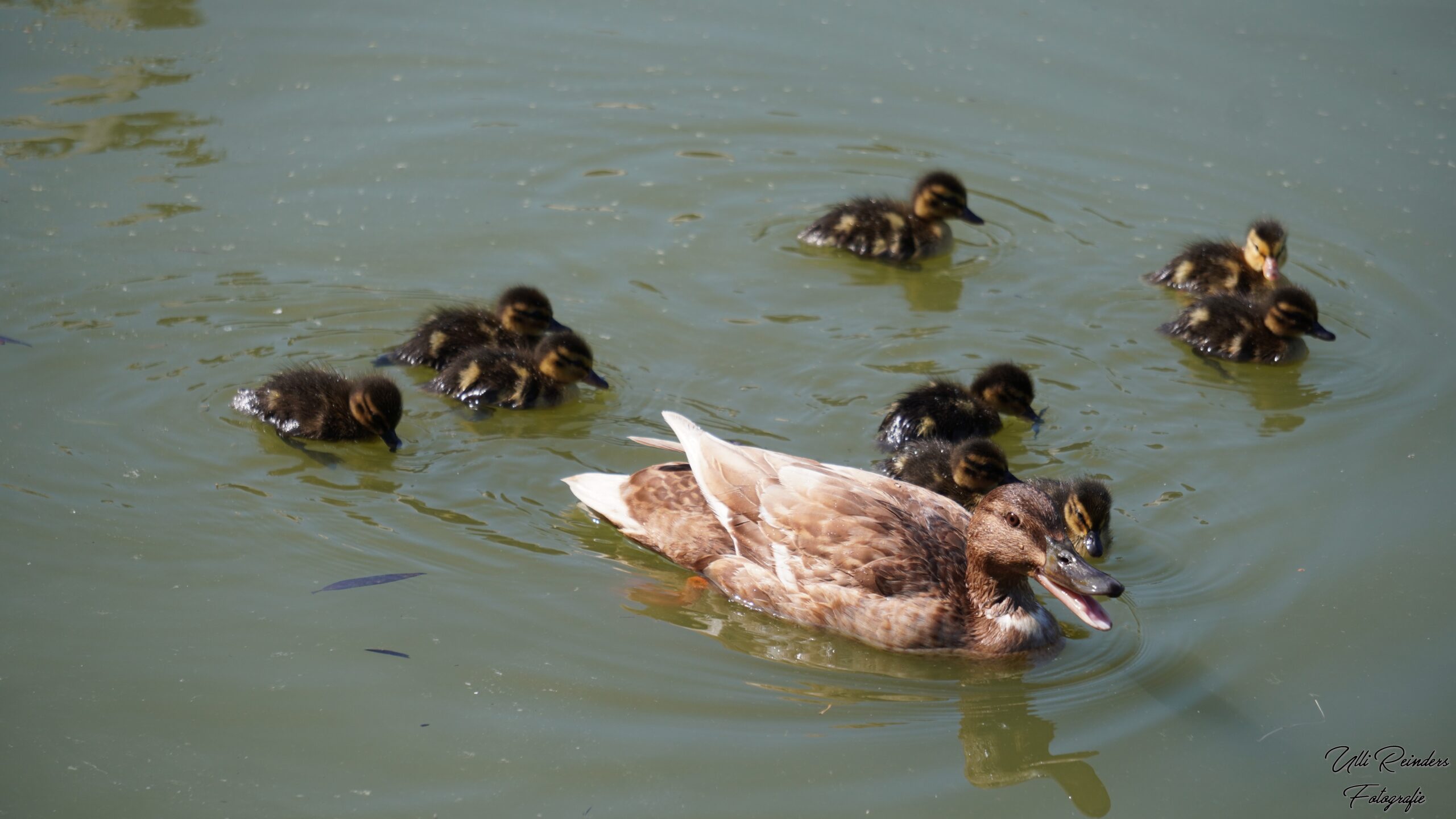 Stockente mit Nachwuchs