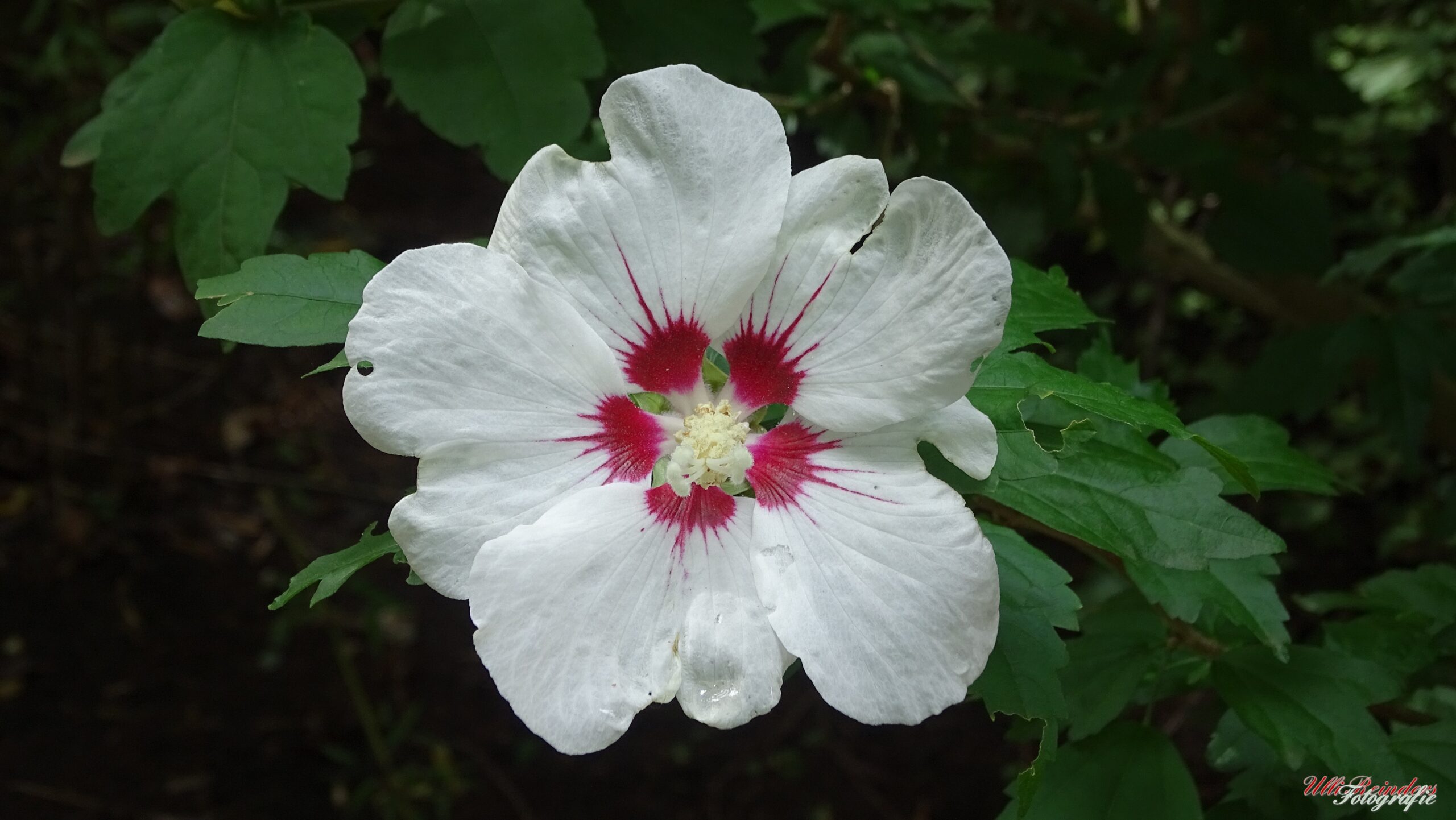 Weisser Hibiskus
