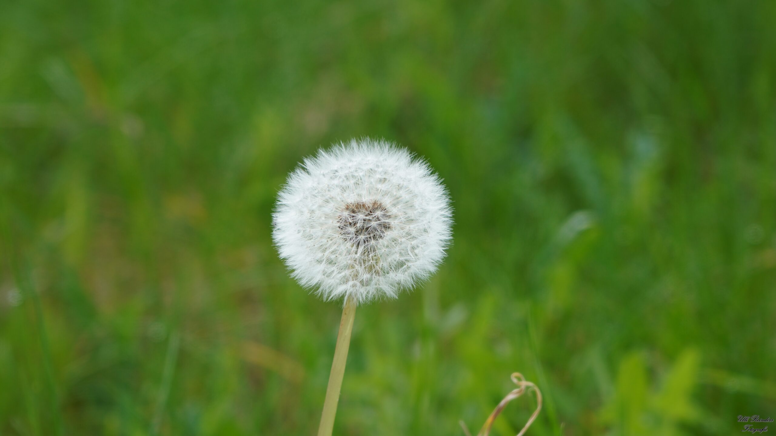 Einsame Pustblume