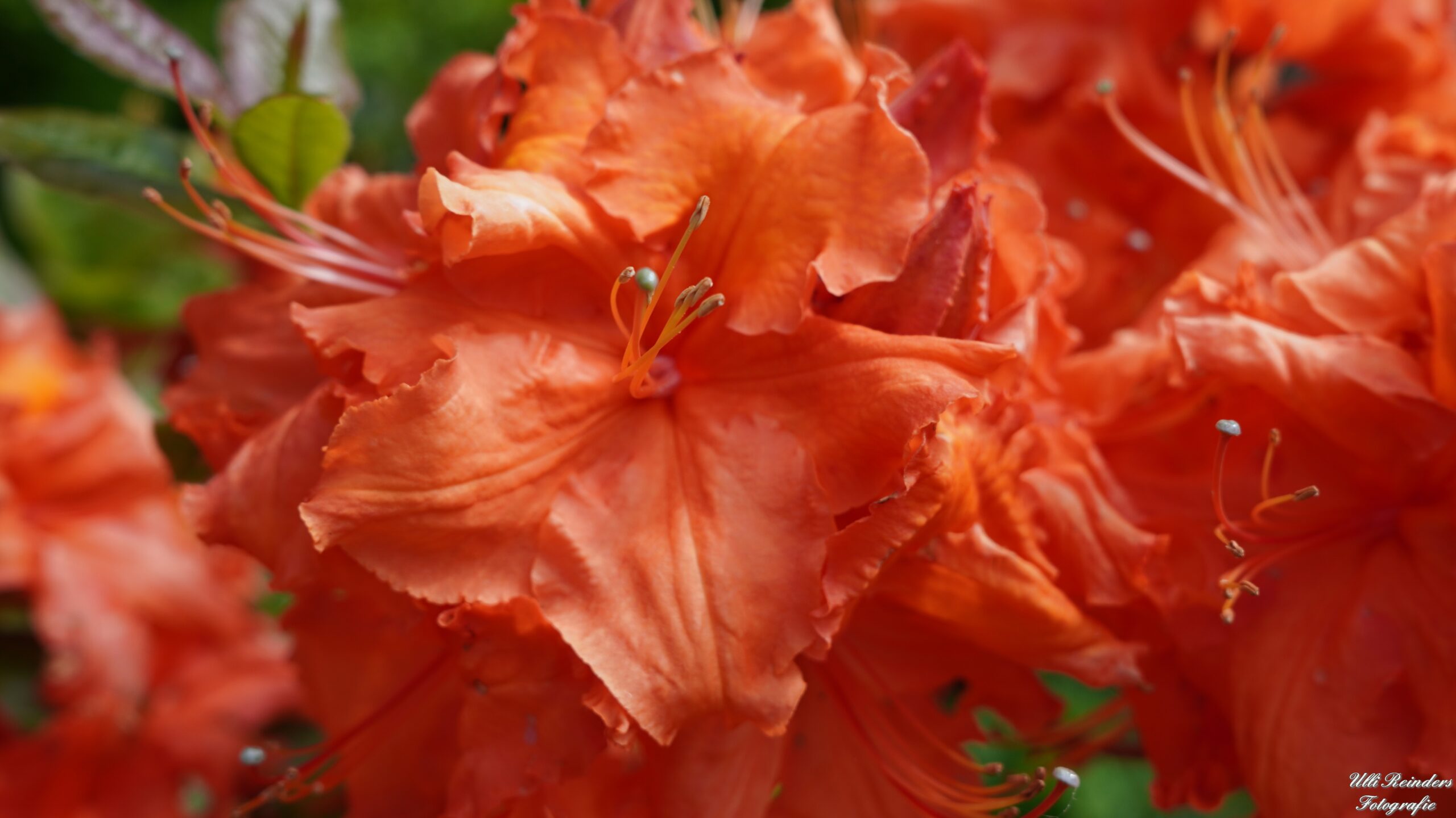 Rhododendron Fireball