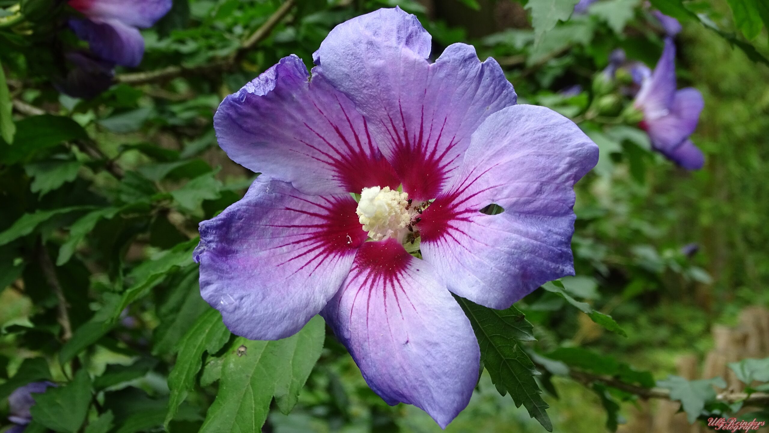 Hibiscus Rose of sharon