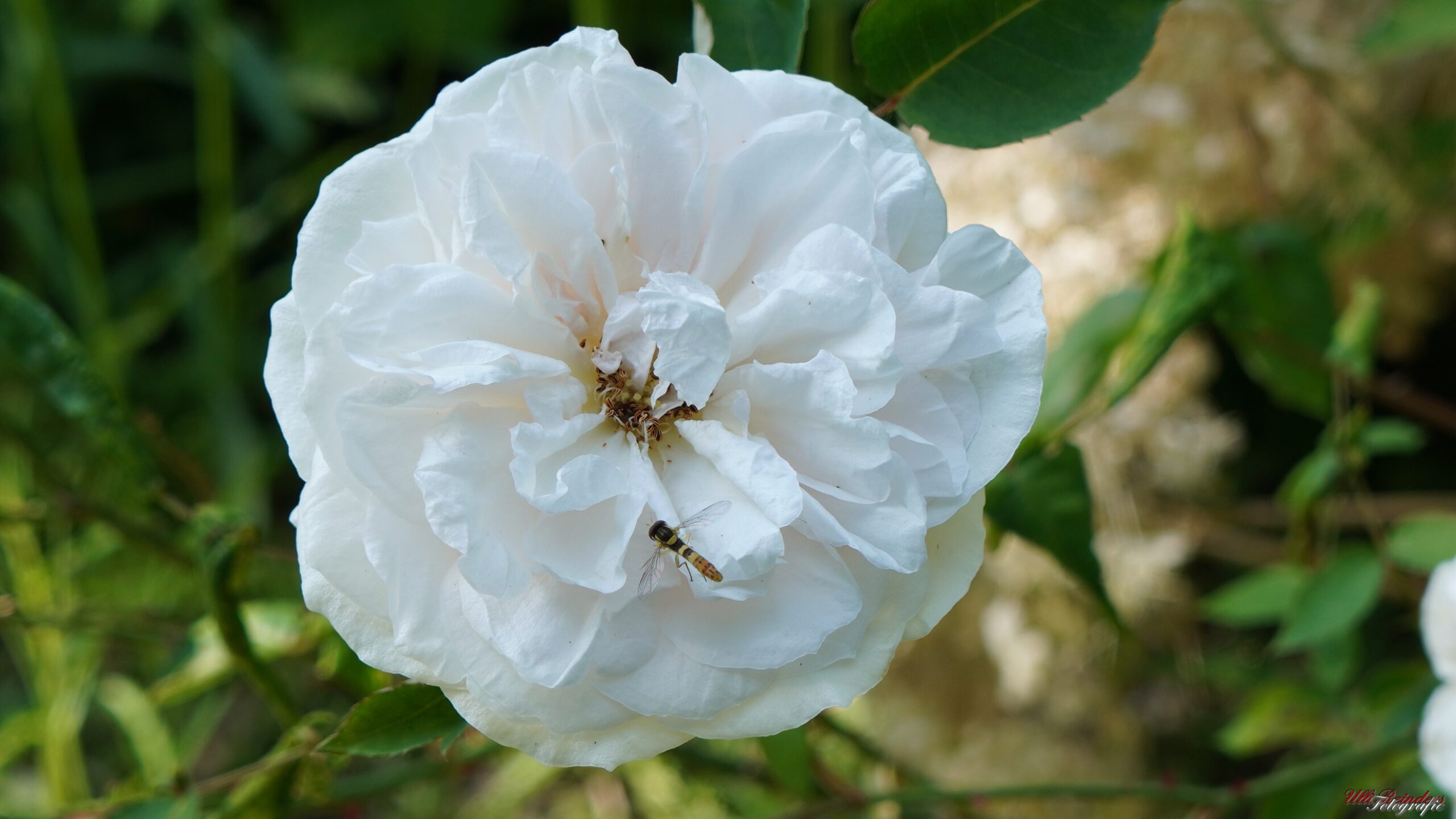 Bourbon-Rose