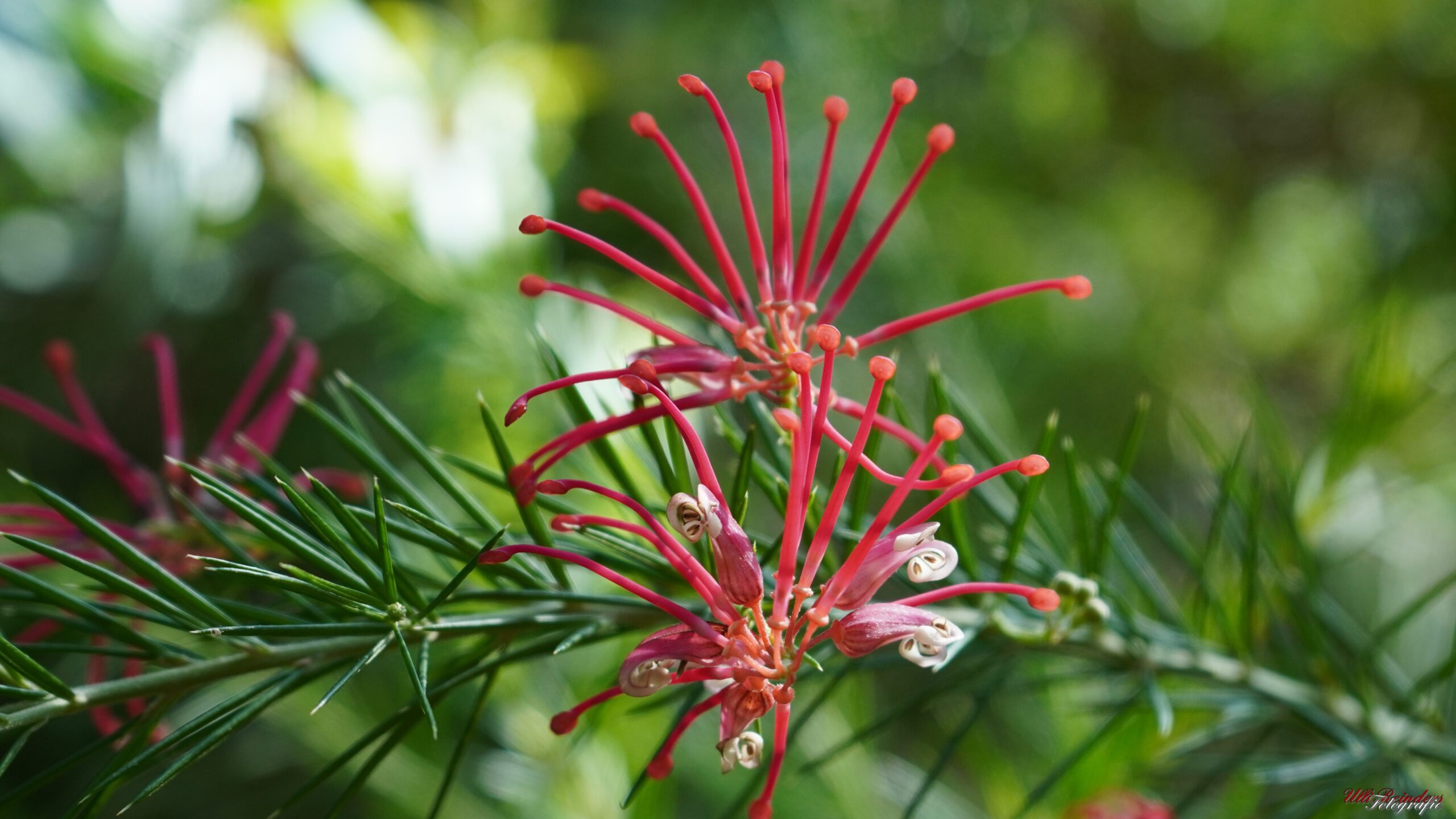 Grevillea Rosmarinifolia