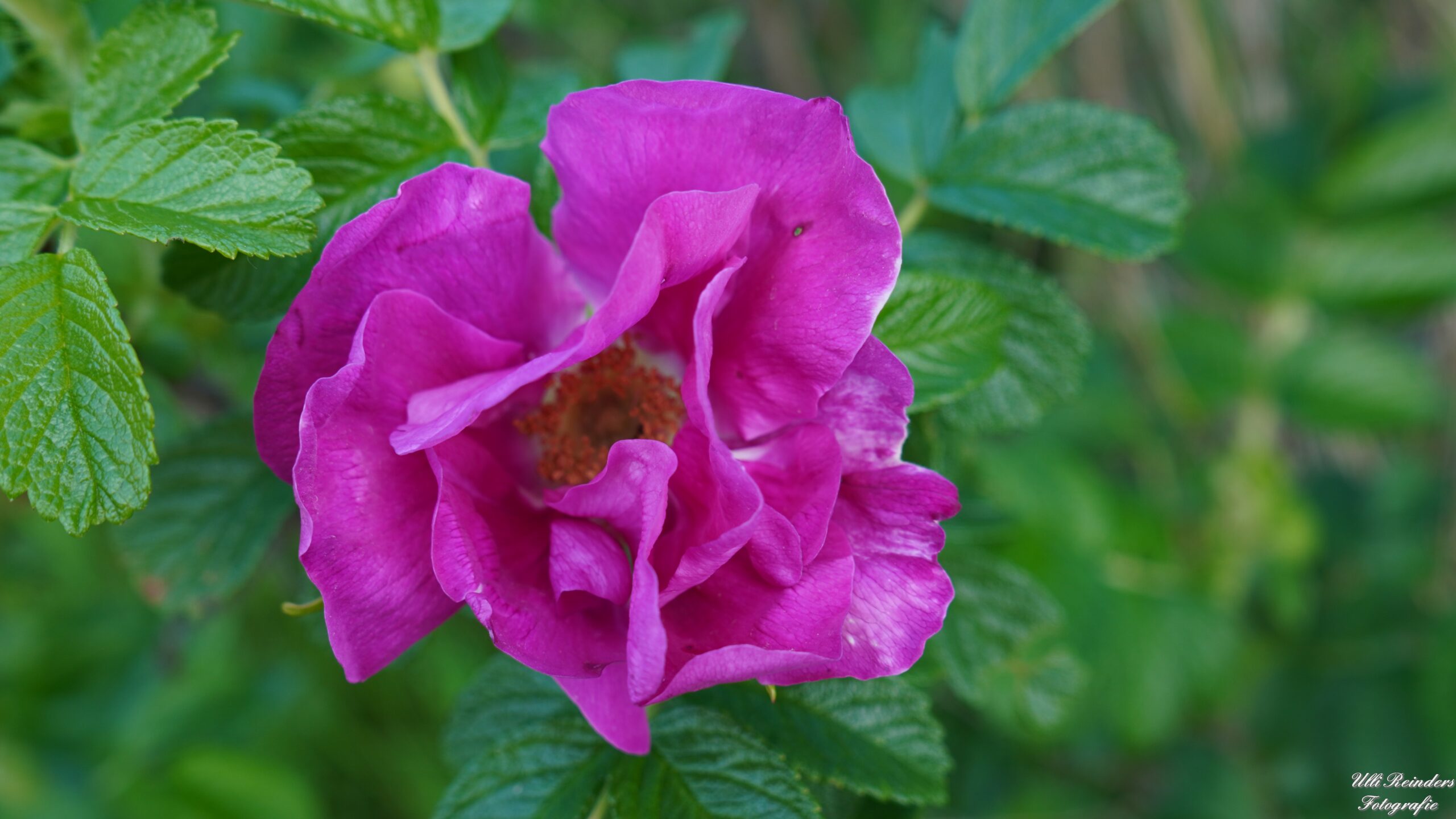 Kartoffel-Rose