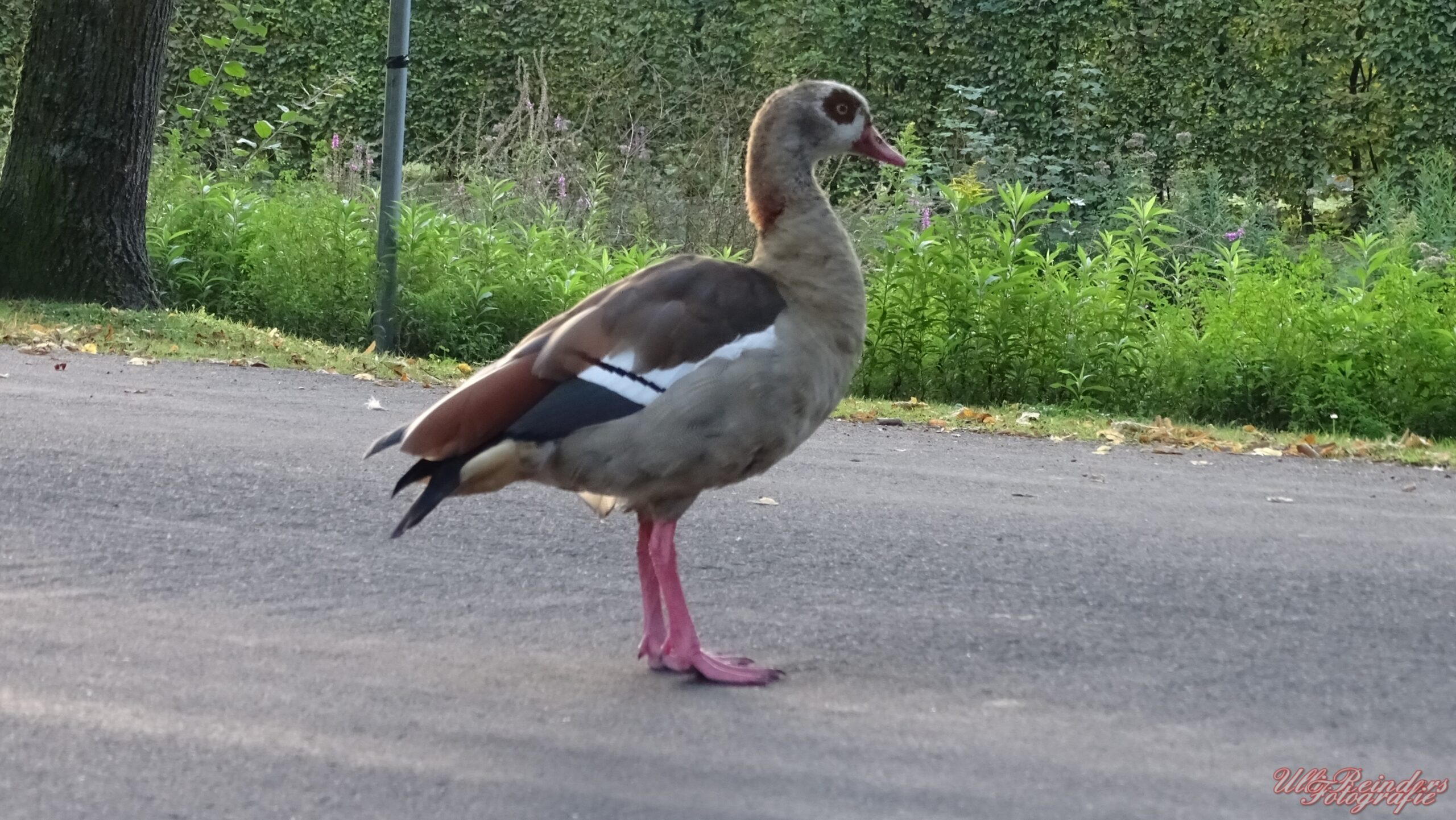 Nilgans