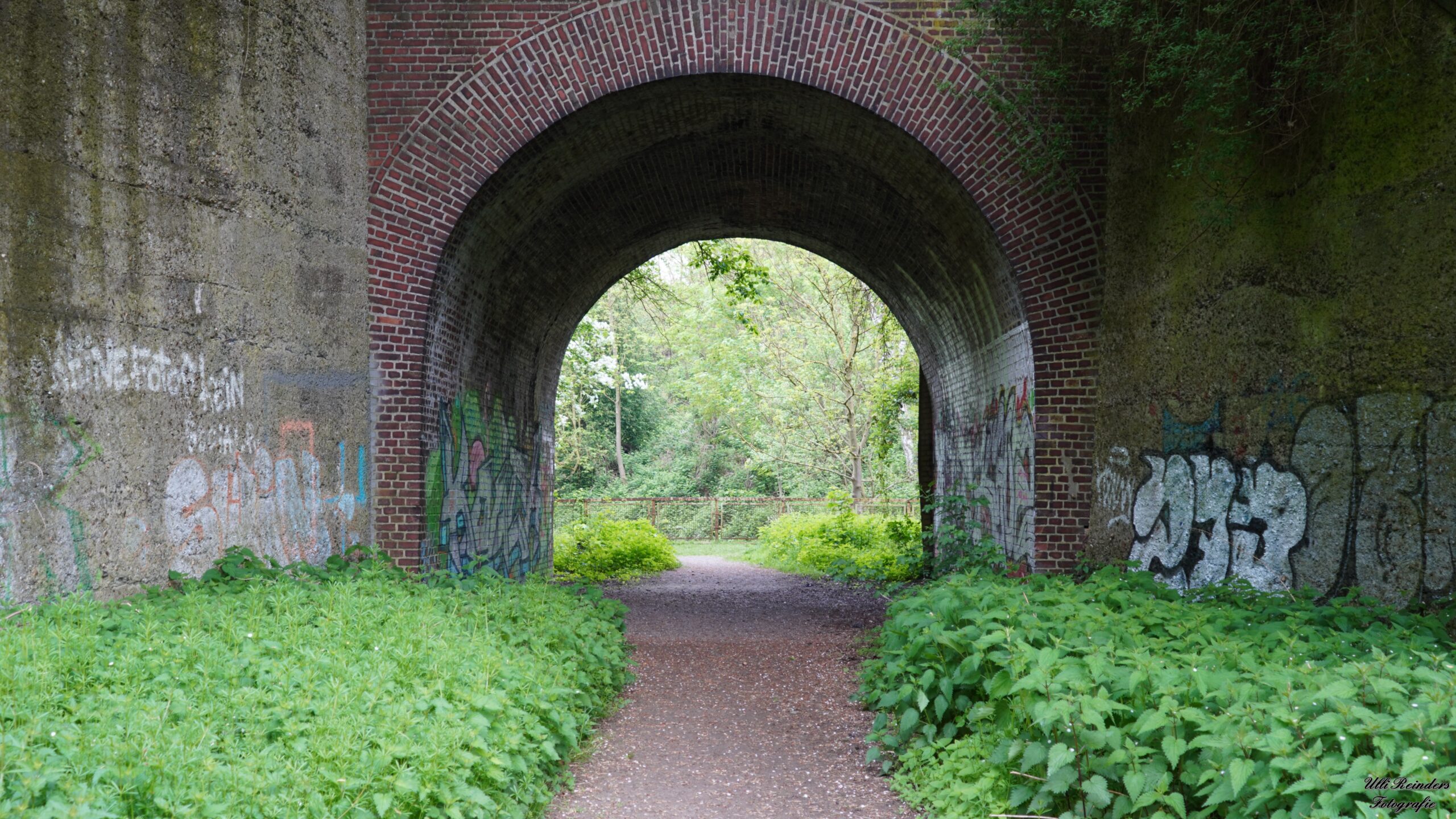 Der alte Tunnel im Goldhammer Urwäldchen